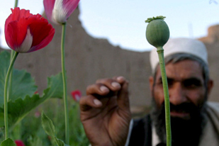Wednesday's attack occurred as officials tried to persuade Afghan farmers not to grow opium [AFP]