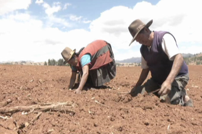 Peruvian farmers till soil - still from Mariana Sanchez package on ancient crops making a comeback