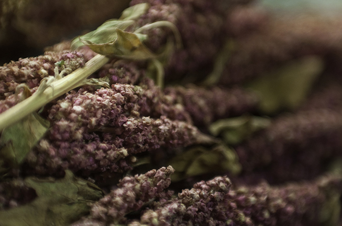 Quinoa bolivia