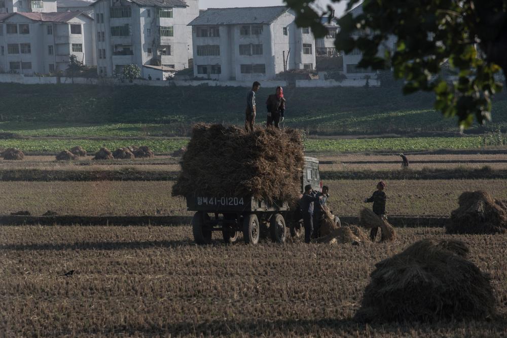 North Koreans harvesting rice.