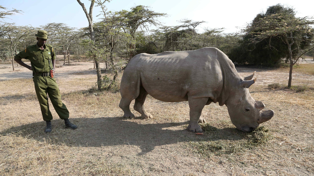 Sudan rhino