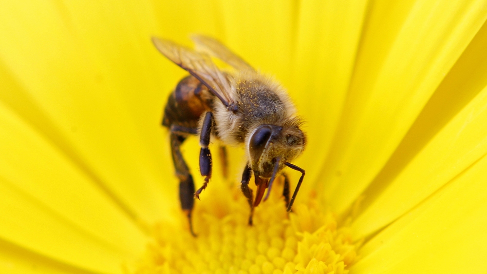 DO NOT USE - BEES - 101 EAST