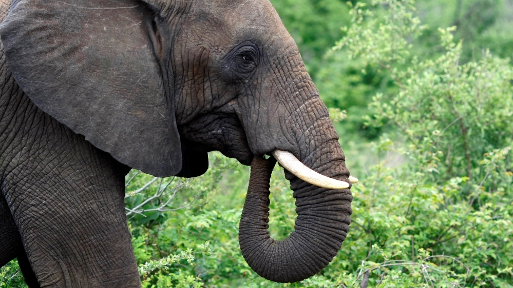 DO NOT USE - INSIDE STORY - ELEPHANT