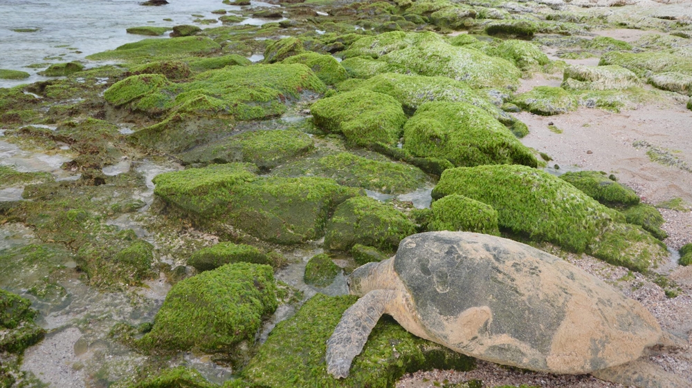 Yemen green turtles