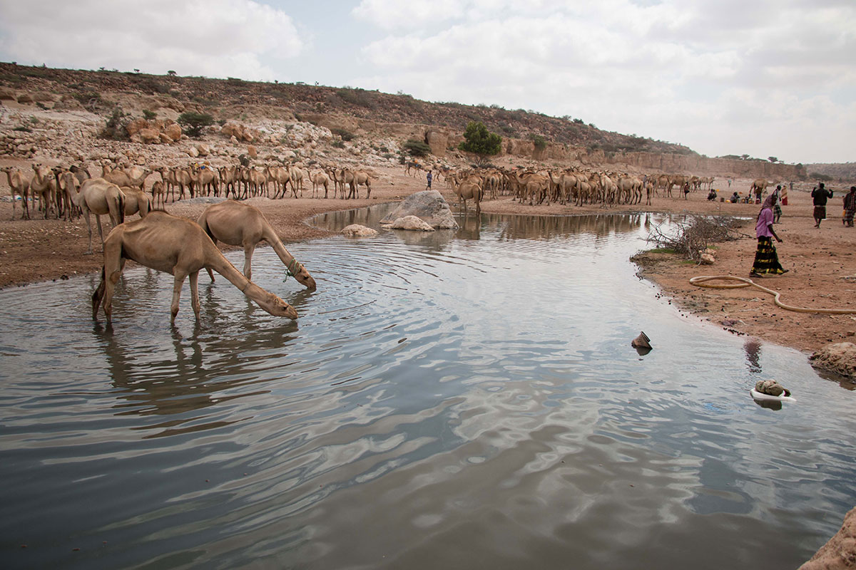 Drought strikes Puntland/ Please Do Not Use