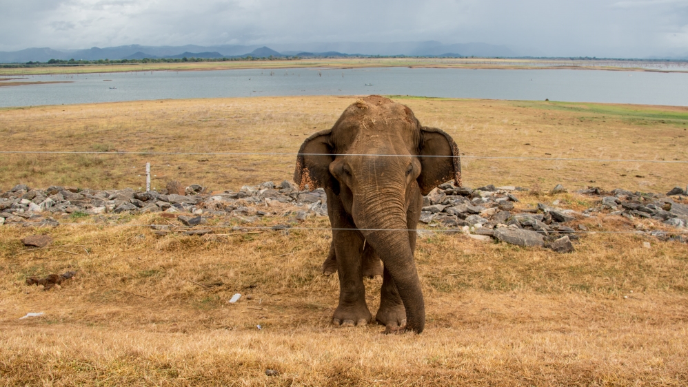 Elephants in Sri Lanka [DO NOT USE]