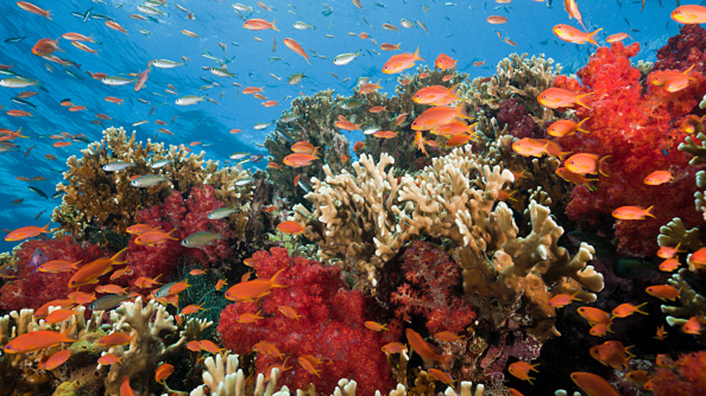 Coral reef Fiji