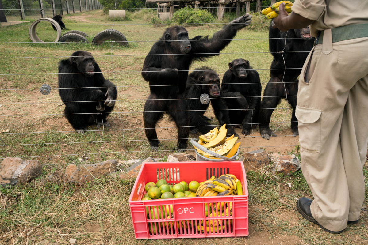 Chimpanzees Without Borders/Please Do Not Use