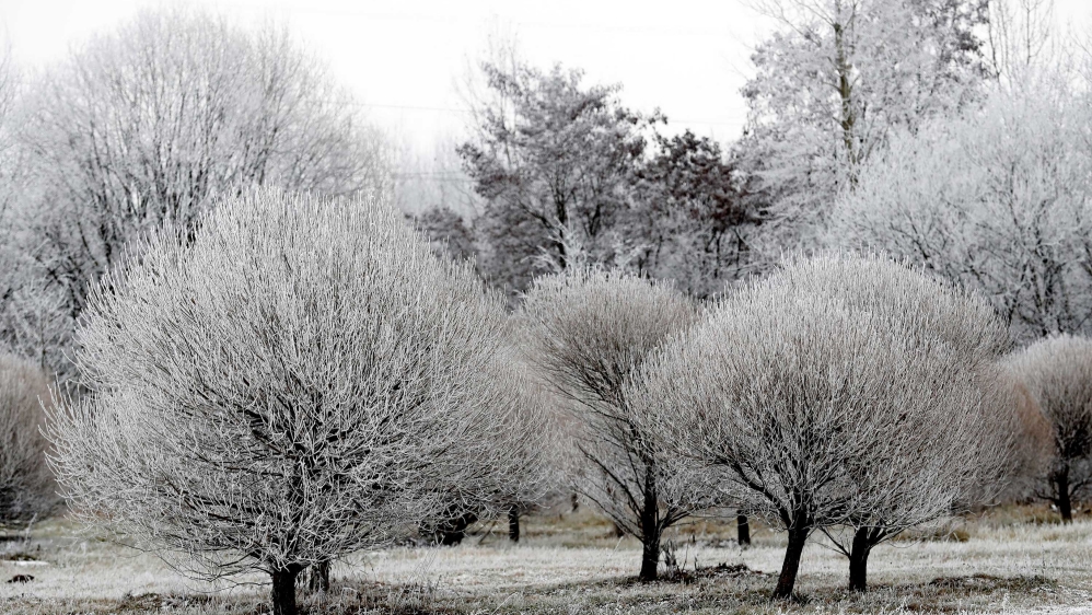 Frosted trees in Minsk, Belarus.