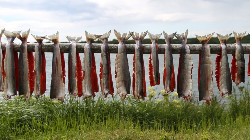 Salmon Alaska