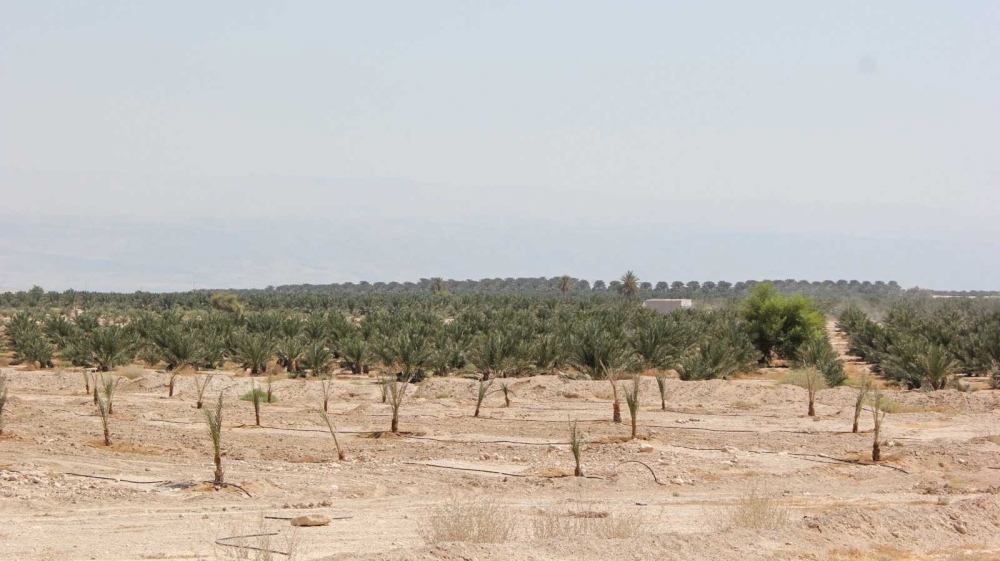Jordan Valley [Arwa Ibrahim/Al Jazeera]
