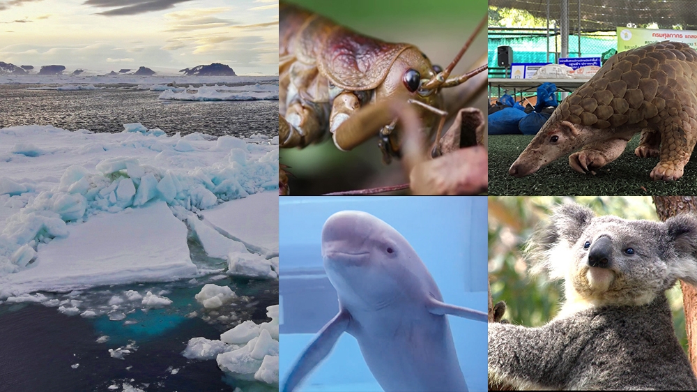 Wildlife films