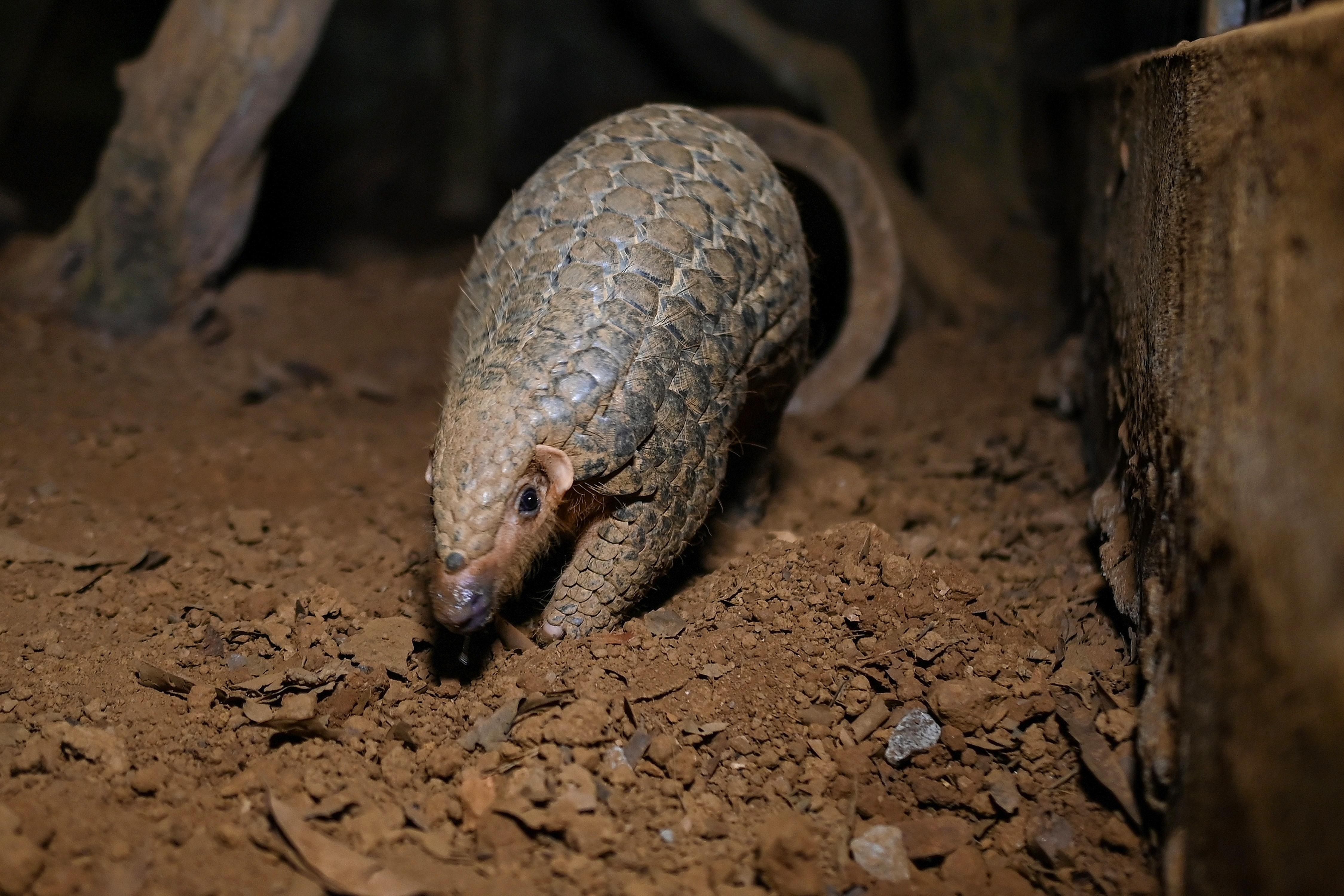 A pangolin emerging from an underground tunnel at Save Vietnam&#39;s Wildlife [Manan Vatsyayana/AFP]