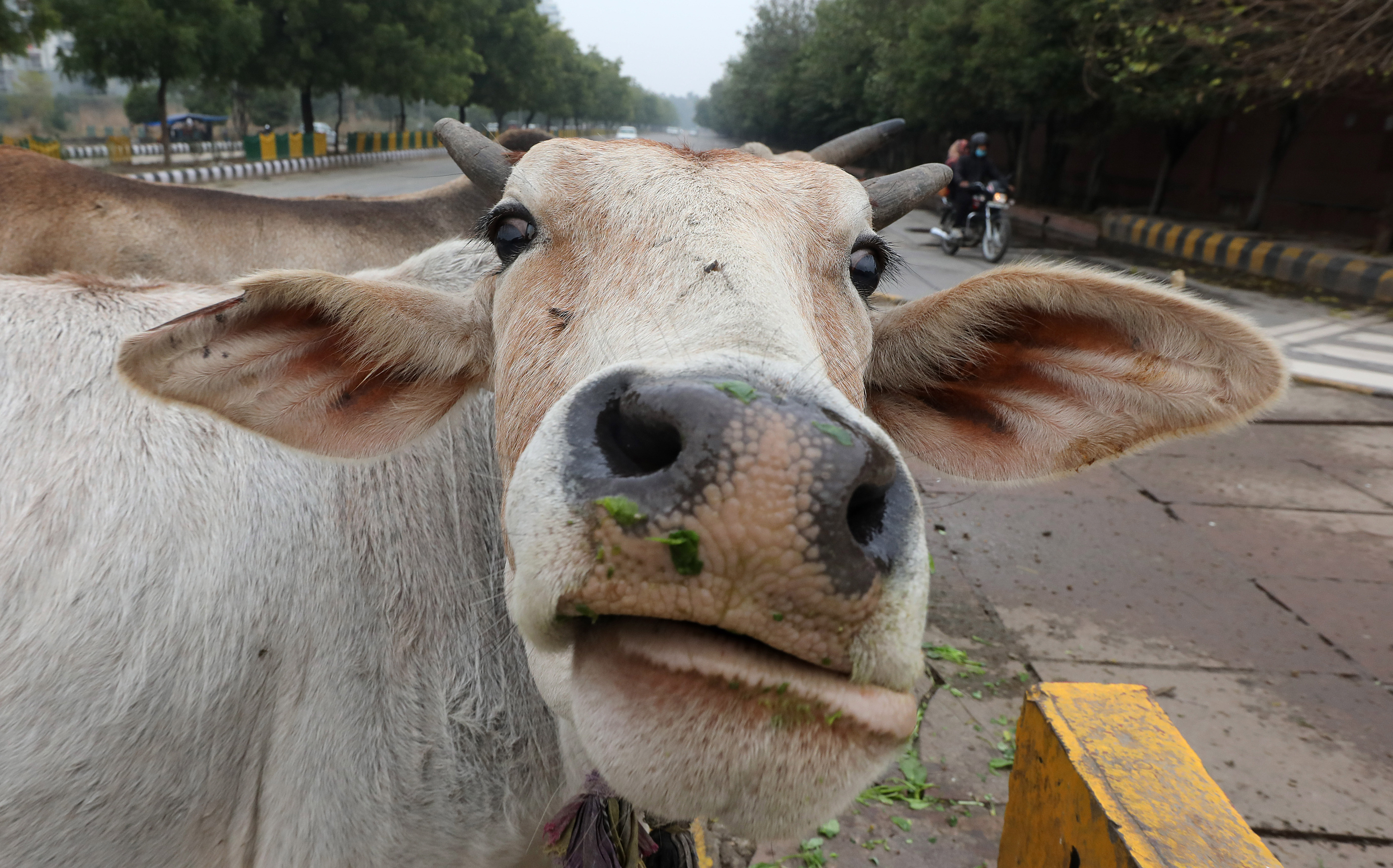 India cow