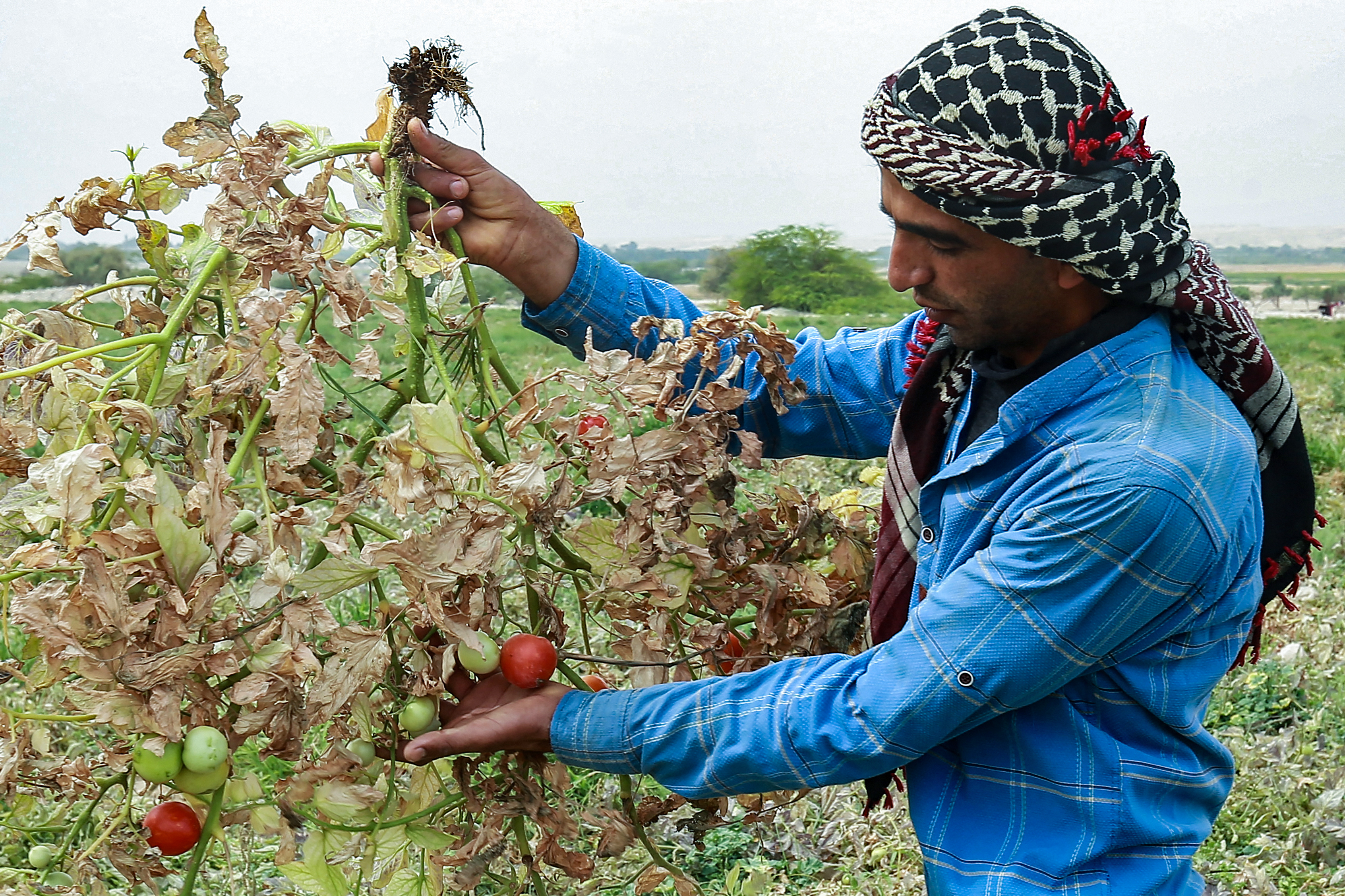 Farmer Ahmad Daoud shows a tomato plant dried out because of severe drought in Ghor al-Haditha, south of Jordan&#39;s capital Amman [File: Khalil Mazraawi]