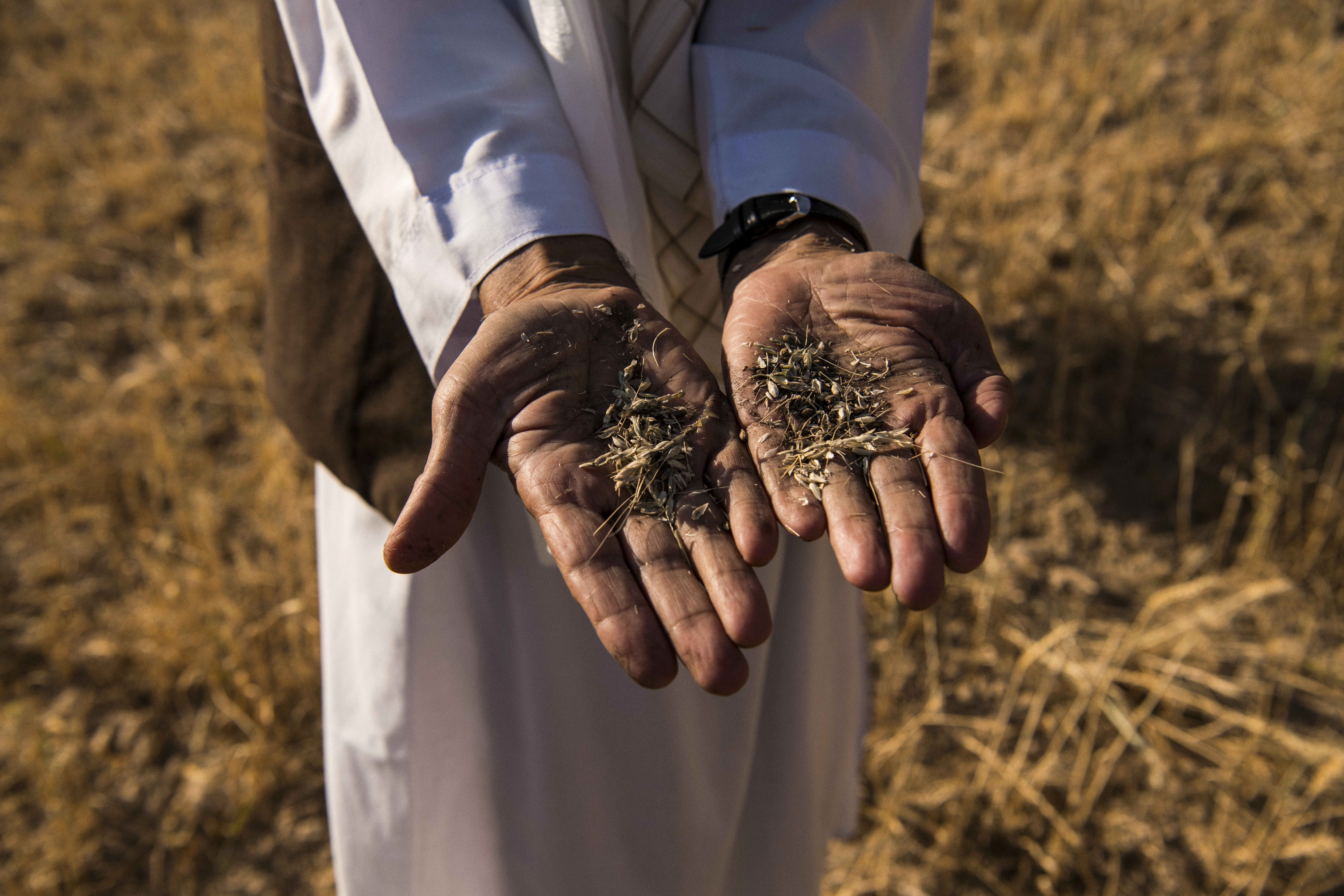 Farmer Haji Mohammad Rashid holds a handful of failed wheat from his crop outside Qala-i Naw, the provincial capital of Badghis province in Afghanistan, May 25, 2021 (World Food Programme handout, via Reuters)