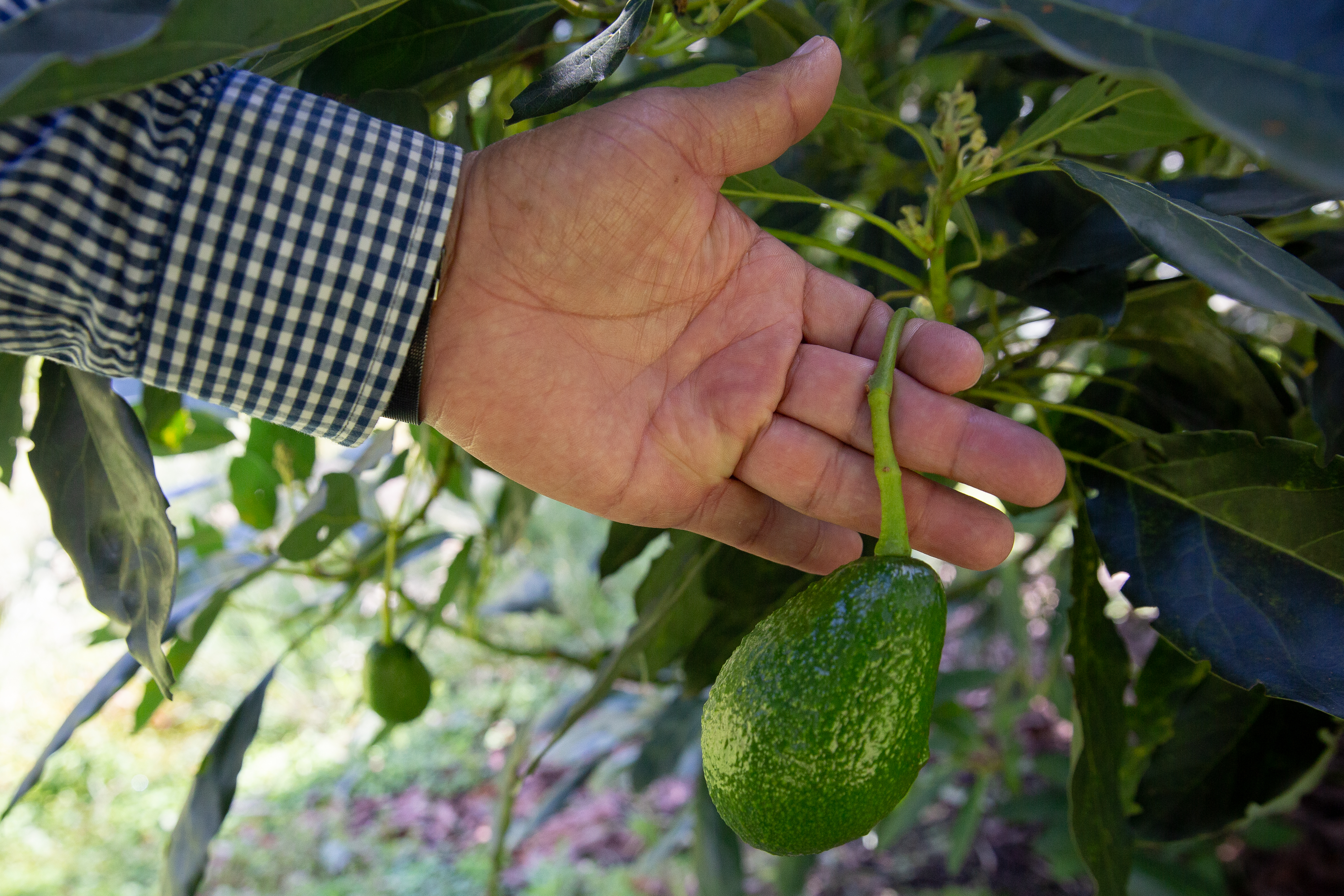The avocado&#39;s rapid expansion in Colombia began in 2014 when farmers exported 1,408 tonnes of Hass avocados, and the industry has since exploded, reaching a record high of 544,933 tonnes exported in 2020, Colombian government figures show [Megan Janetsky/Al Jazeera]