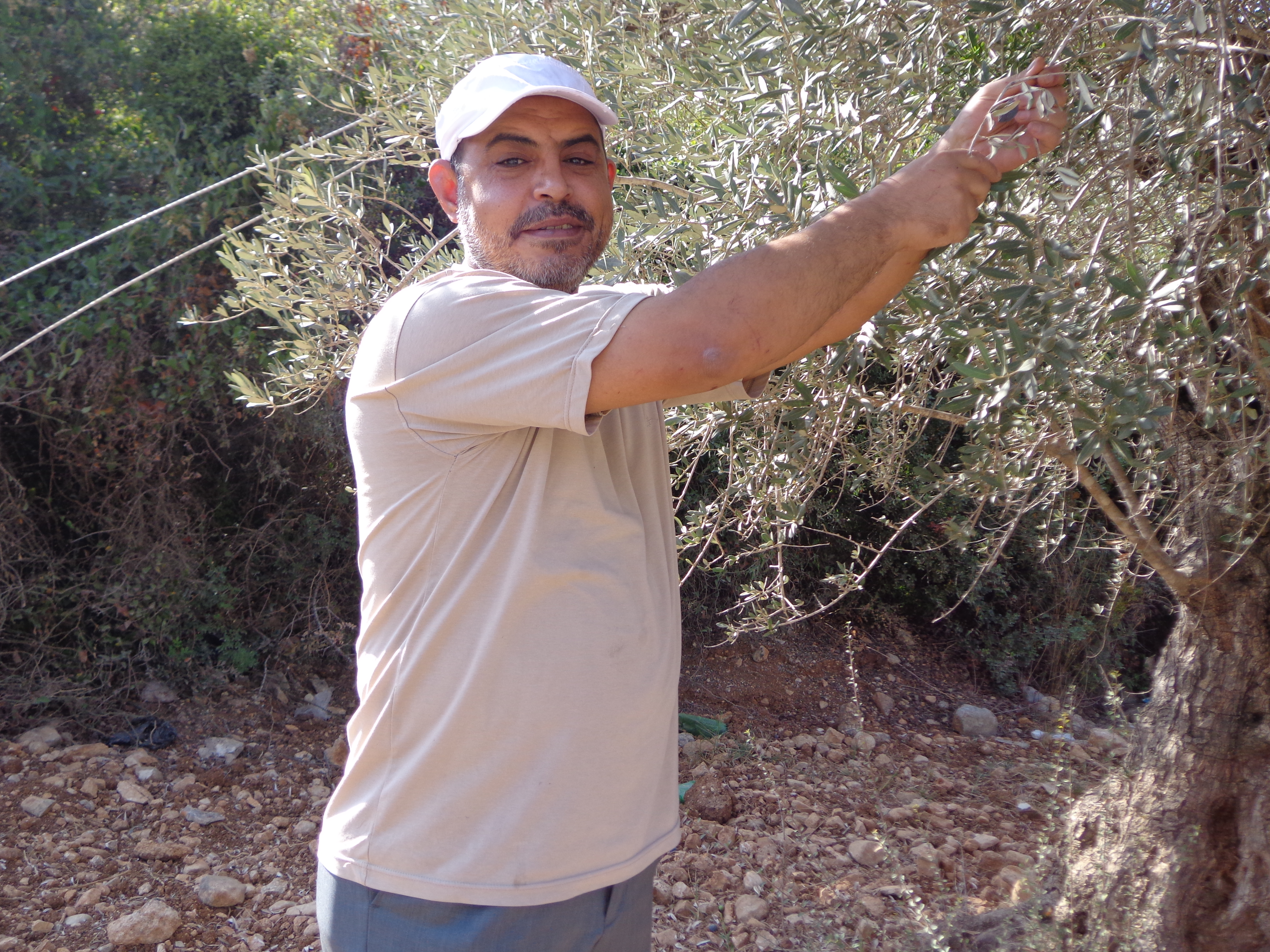 Mahmoud Jadallah, 49, recently purchased land farmed with olive trees in the Wadi Salamah Valley of Salfit [Al Jazeera]