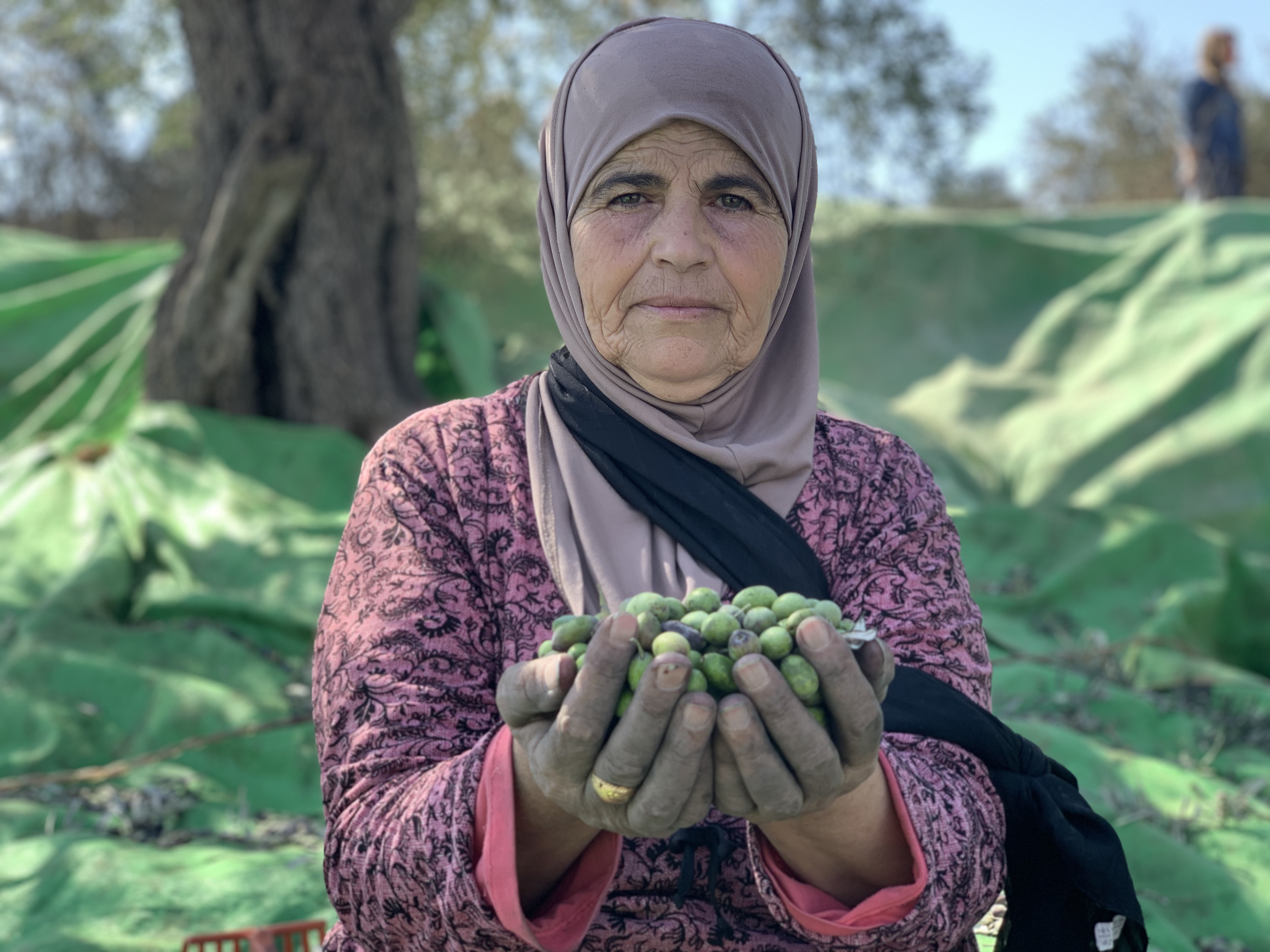 Aisha Khader, 62, works on her family&#39;s olive tree farm in the Palestinian village of Beita near Nablus [Al Jazeera]