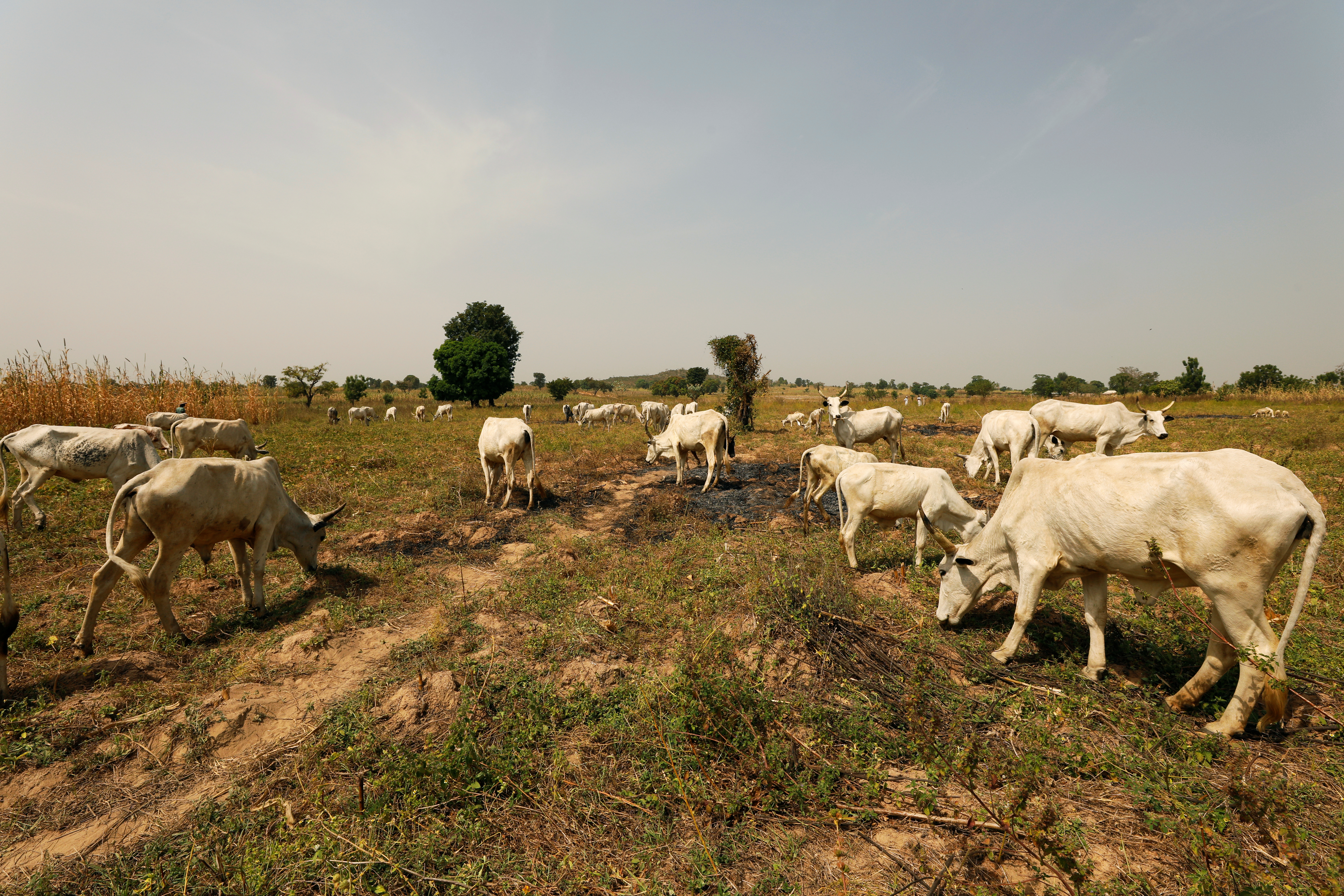 Cattle graze in a field in Paiko, Niger State, Nigeria on November 27, 2018 [File: Reuters/Afolabi Sotunde]