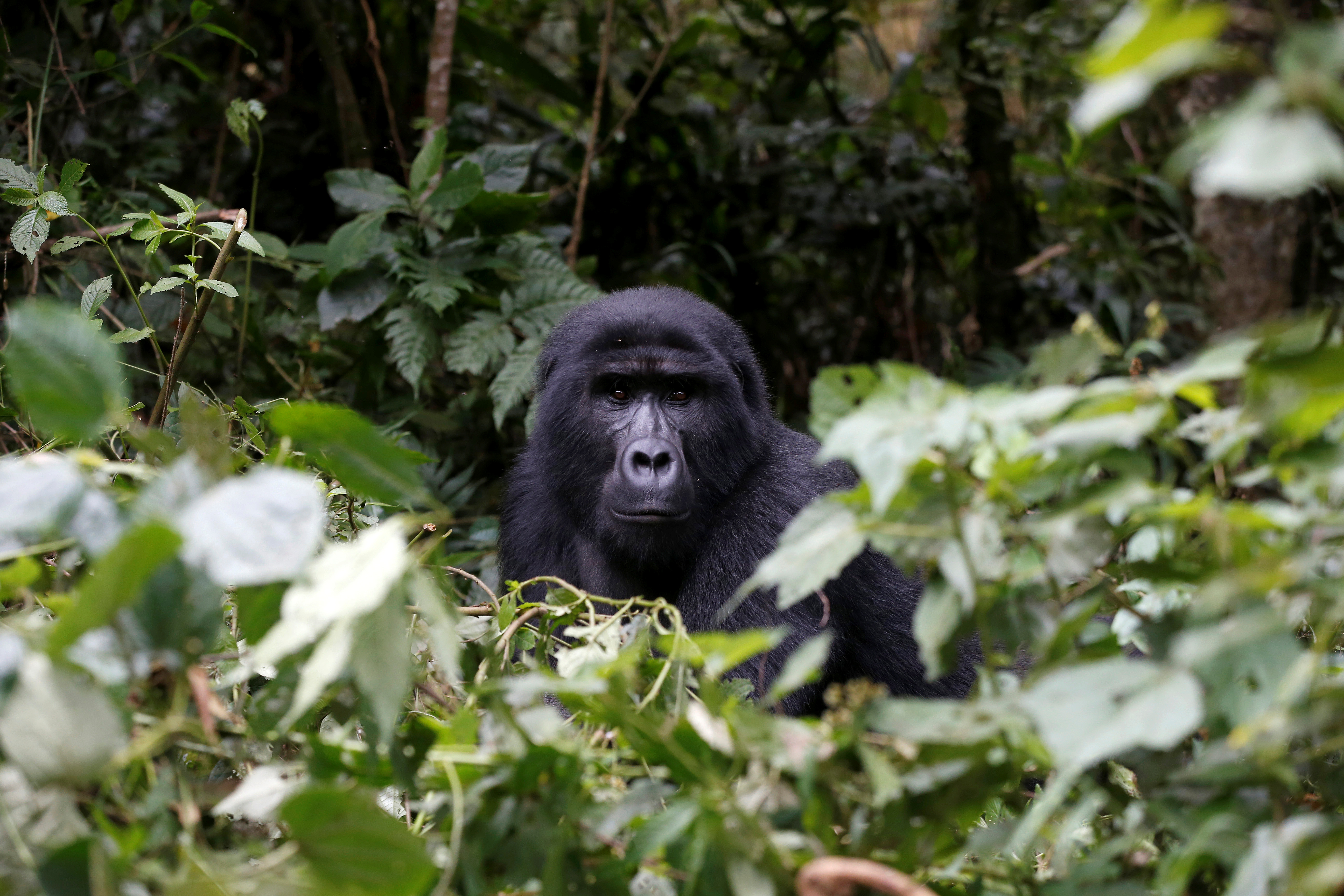 A male mountain gorilla from the Mukiza group is seen in the forest within the Bwindi National Park near the town of Kisoro, Uganda on March 31, 2018 [File: Reuters/Baz Ratner]