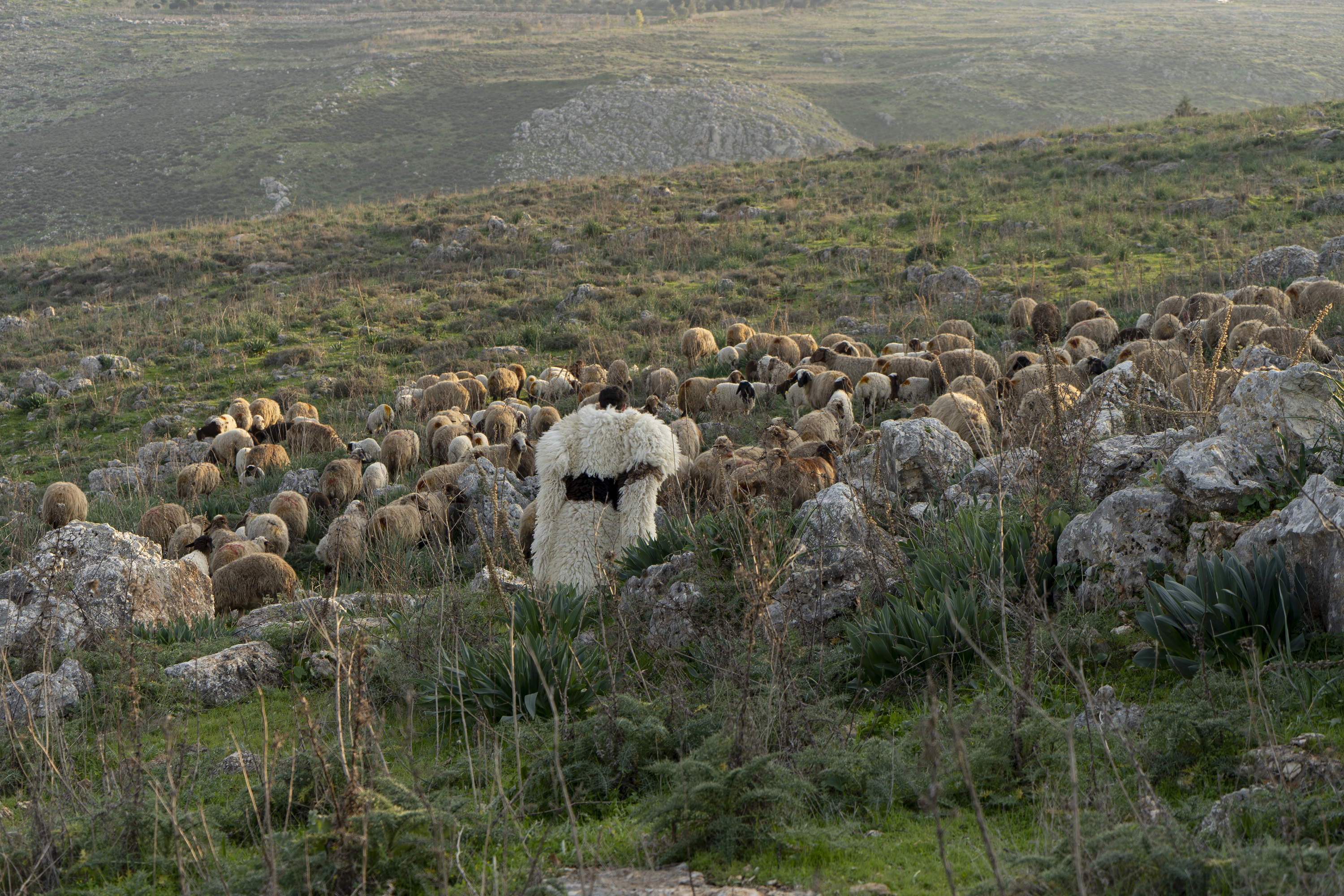 Artist Adrian Pepe with a herd of Awassi sheep in Aarsal, Lebanon [Photo courtesy of Adrian Pepe]