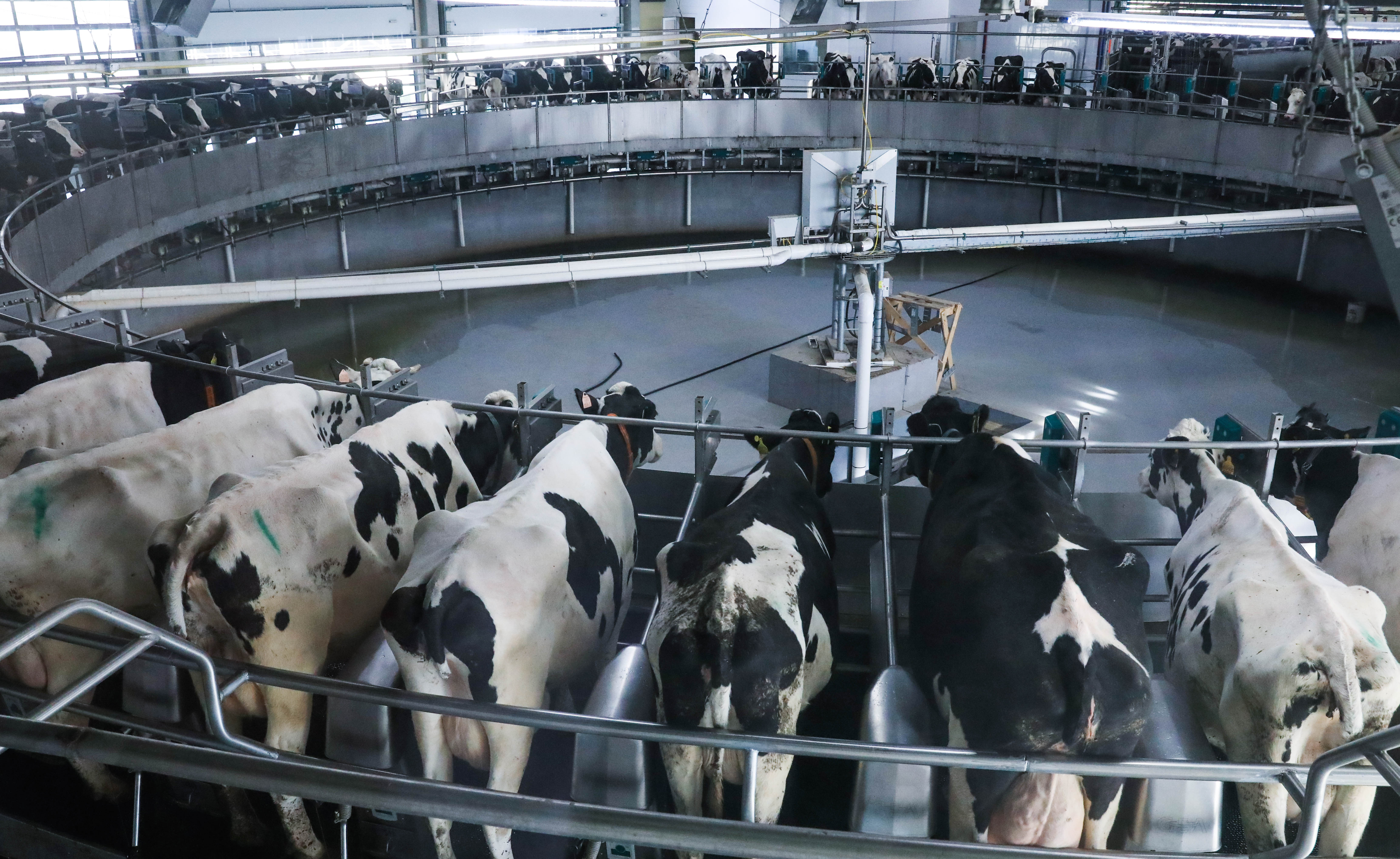 The livestock industry gobbles up resources, degrades the environment and still fails to provide us with adequate nutrition, write Bruun and O&#39;Sullivan [Alexander Ryumin/TASS via Getty Images]