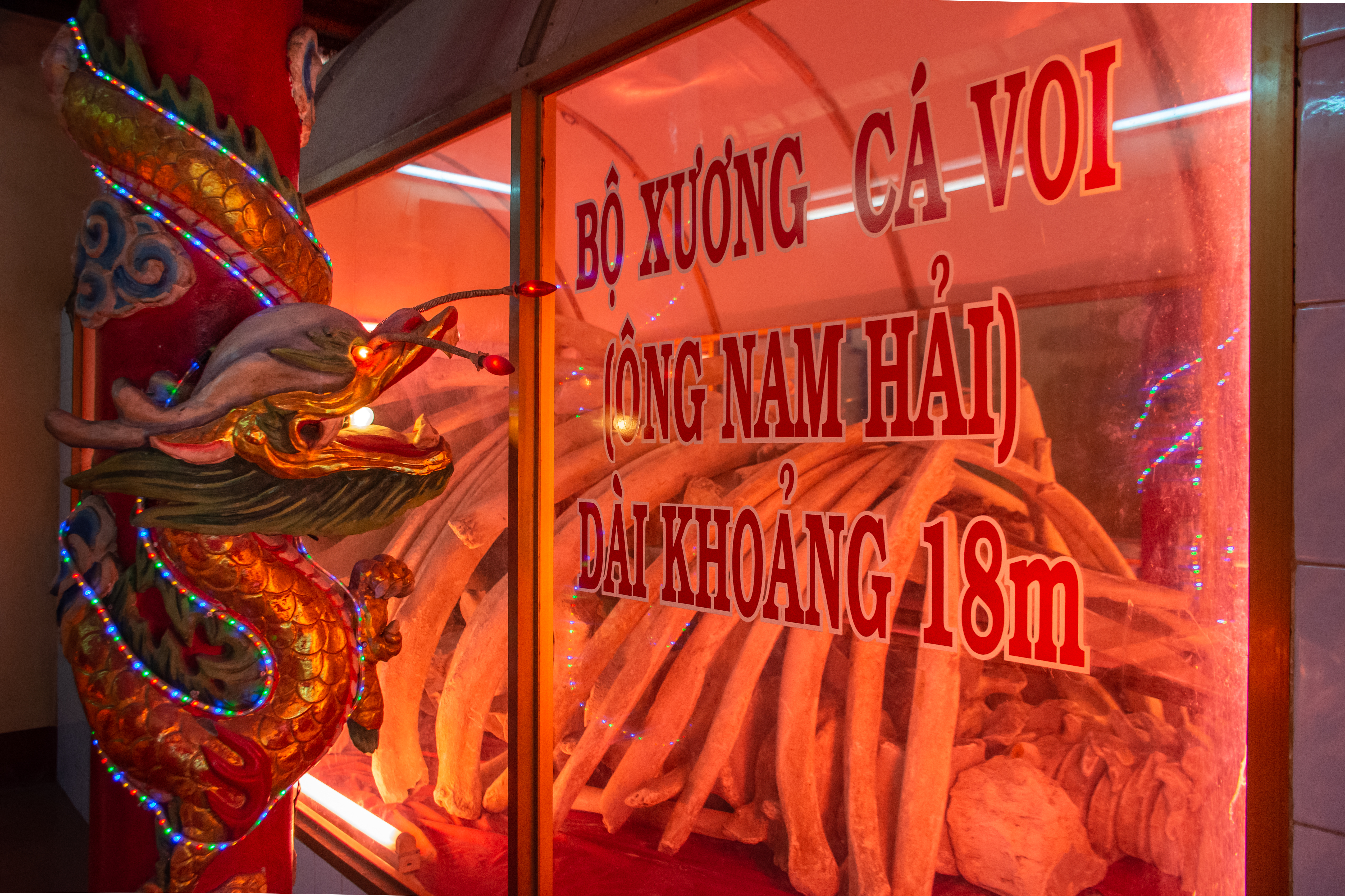 A photo of skeleton of an 18-meter whale rests under garish neon lights in Vung Tau’s whale temple.