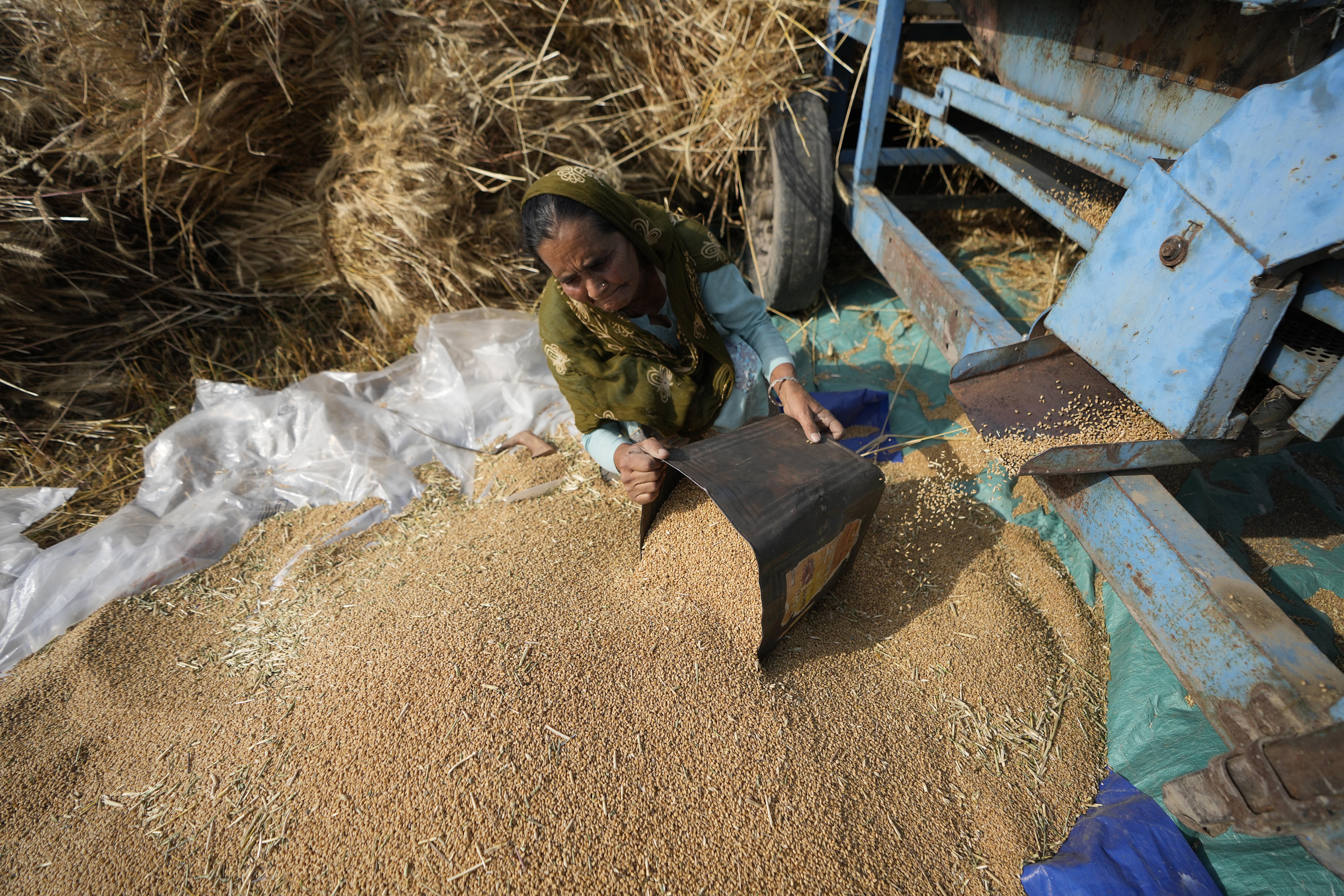 A woman sorts wheat harvested on the outskirts of Jammu, India on April 28, 2022. India is in the throes of a record-shattering heat wave that is stunting wheat production [File photo: Channi Anand/AP]