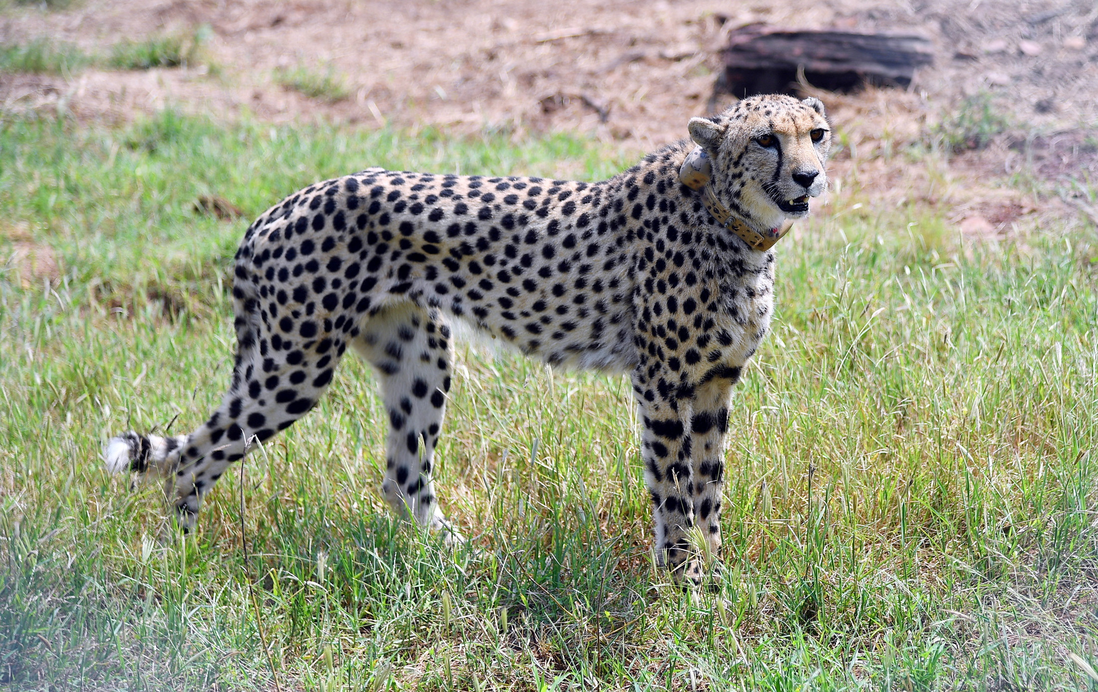 India cheetah