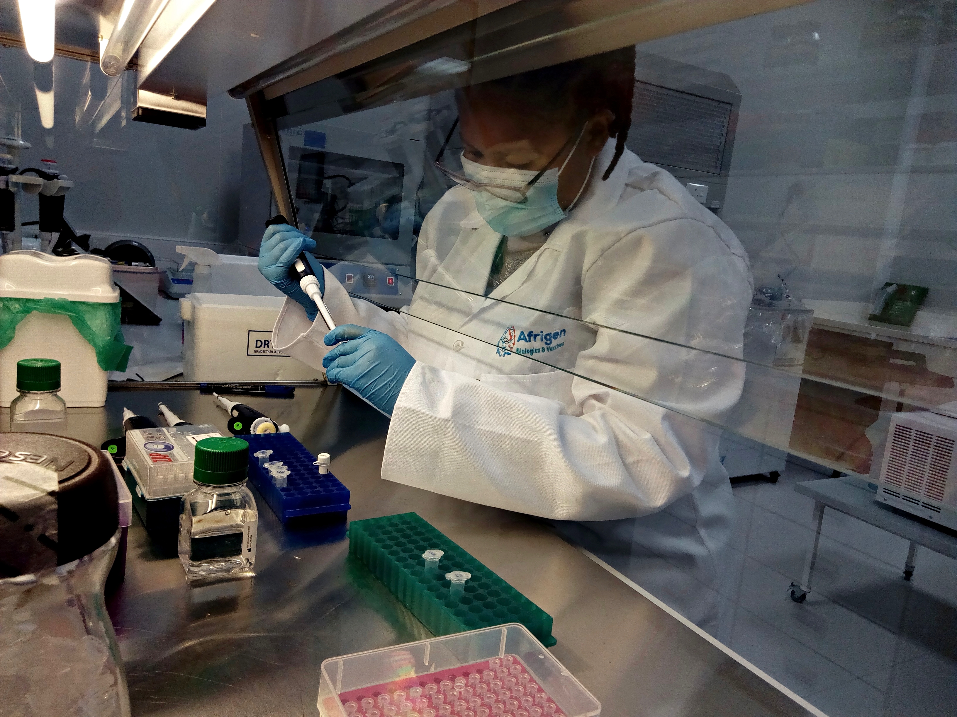 A scientist dispenses liquid material in a biosafety cabinet in a lab