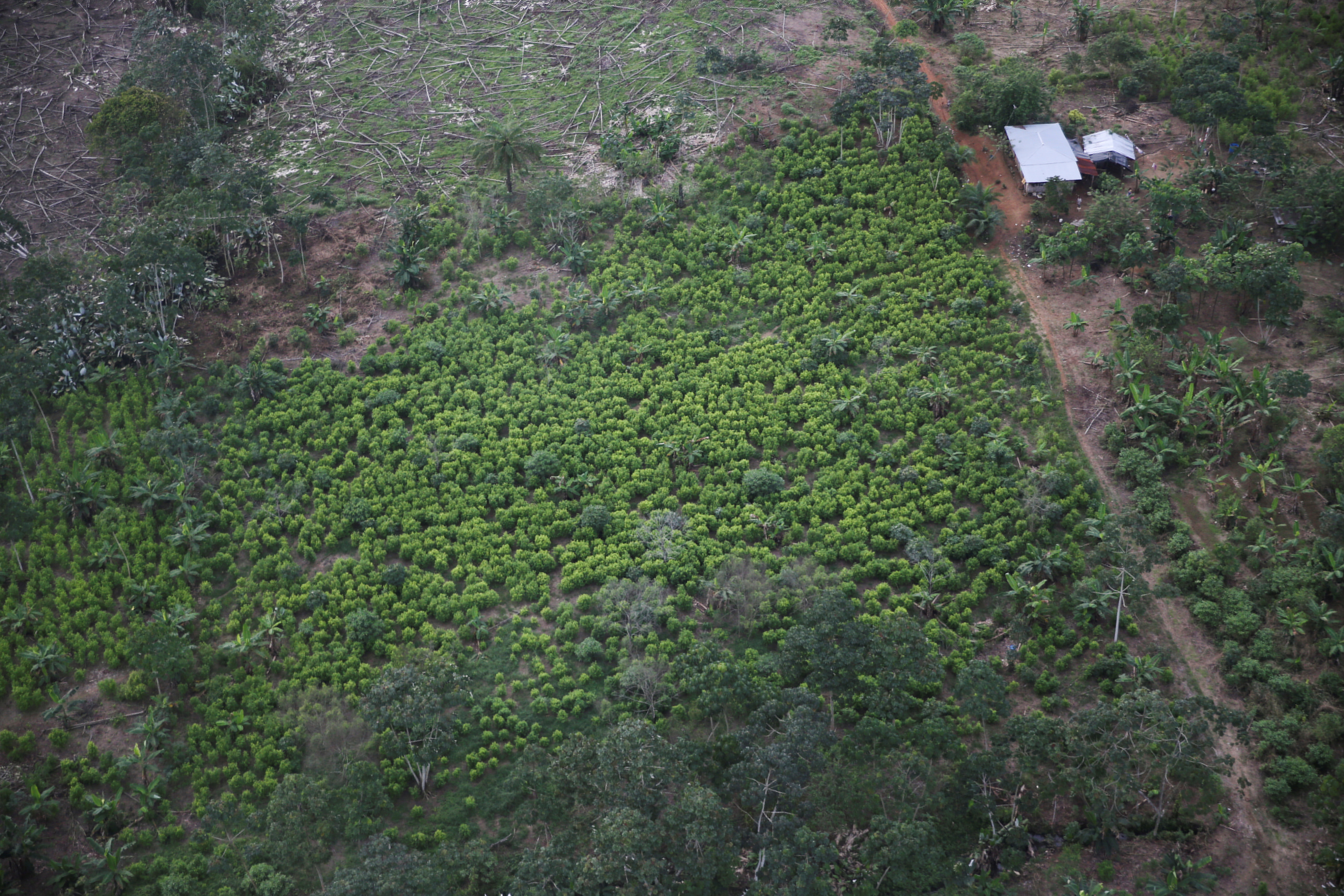 Aerial view of coca plantations in Tumaco, Colombia