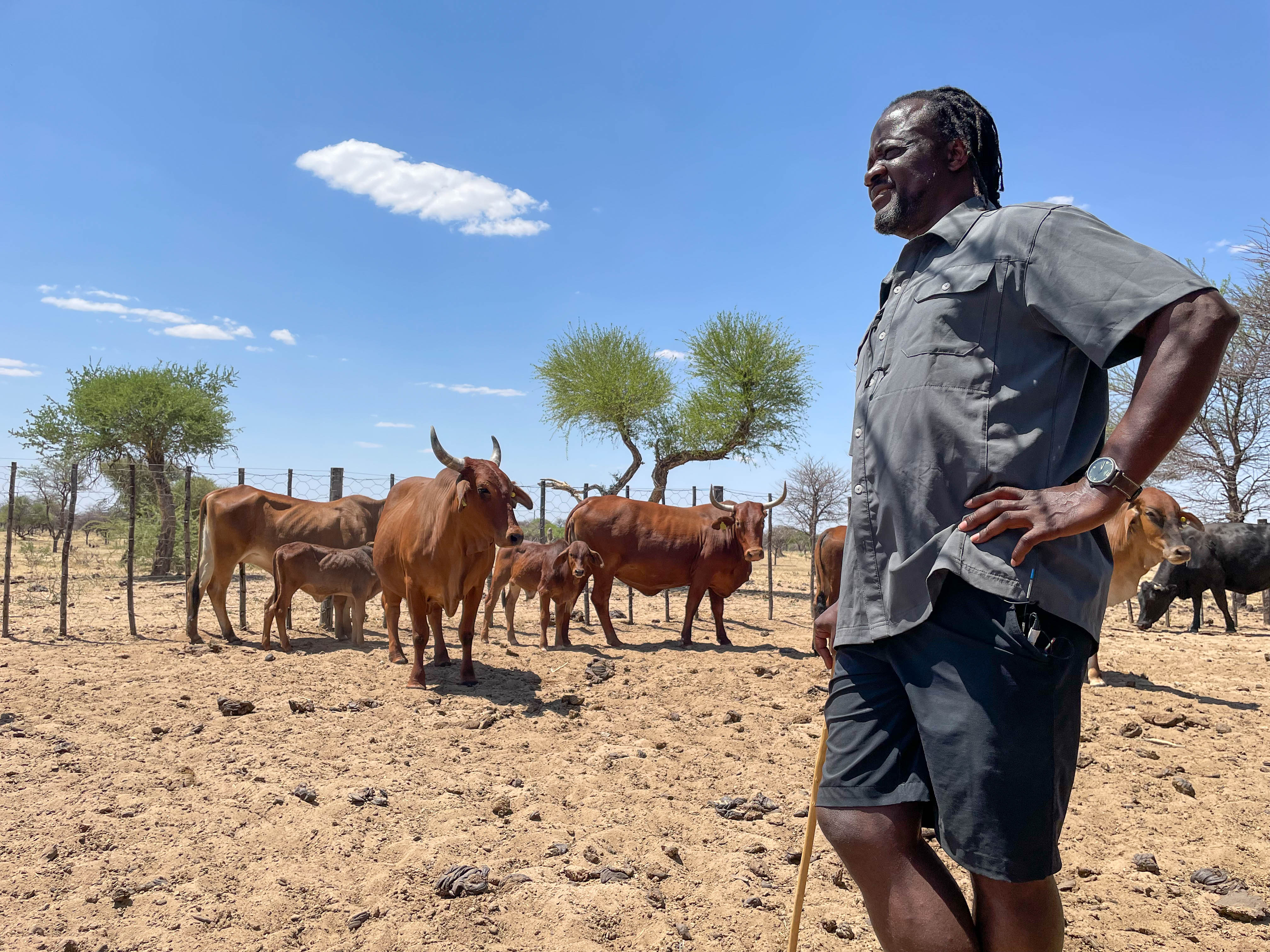 A farmer stands in front of cattle.