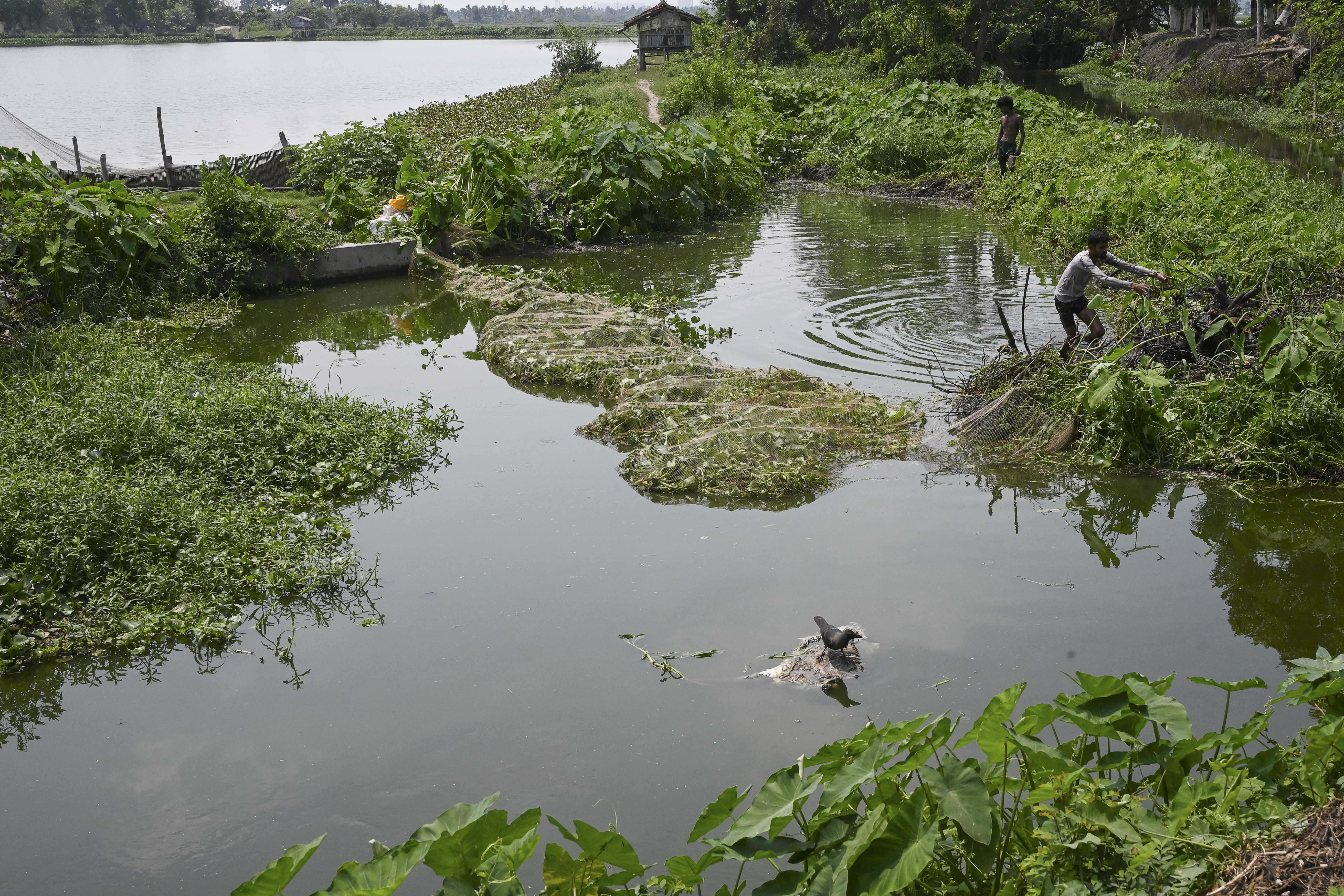 Wetlands just outside India's Kolkata have for generations provided tonnes of food daily and thousands of jobs as they filter sewage through fish ponds -- but rapid urbanisation is threatening the ecosystem.