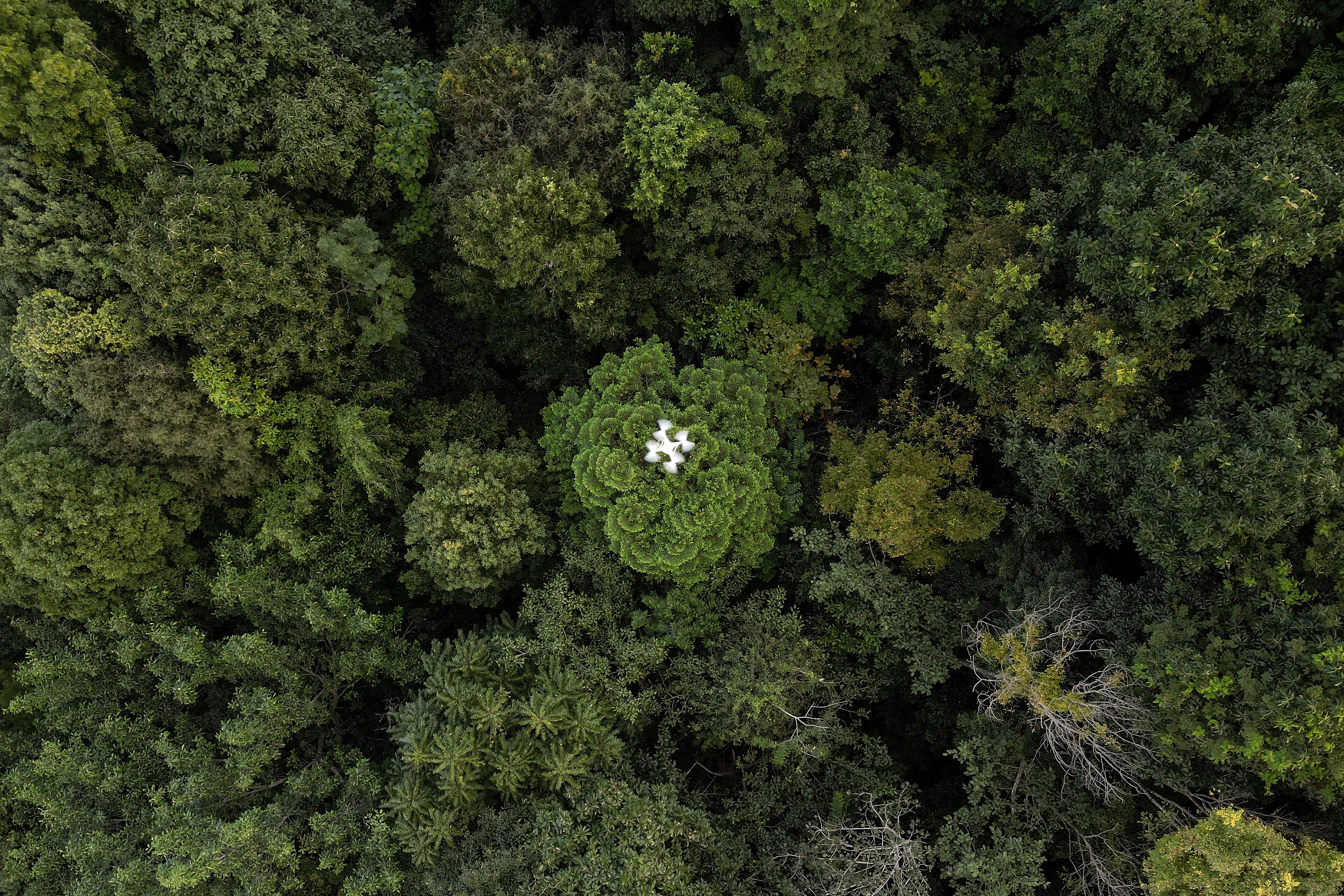 This aerial photograph taken on November 22, 2023 shows a drone doing a forest restoration survey over a reforested area in Chiang Mai.