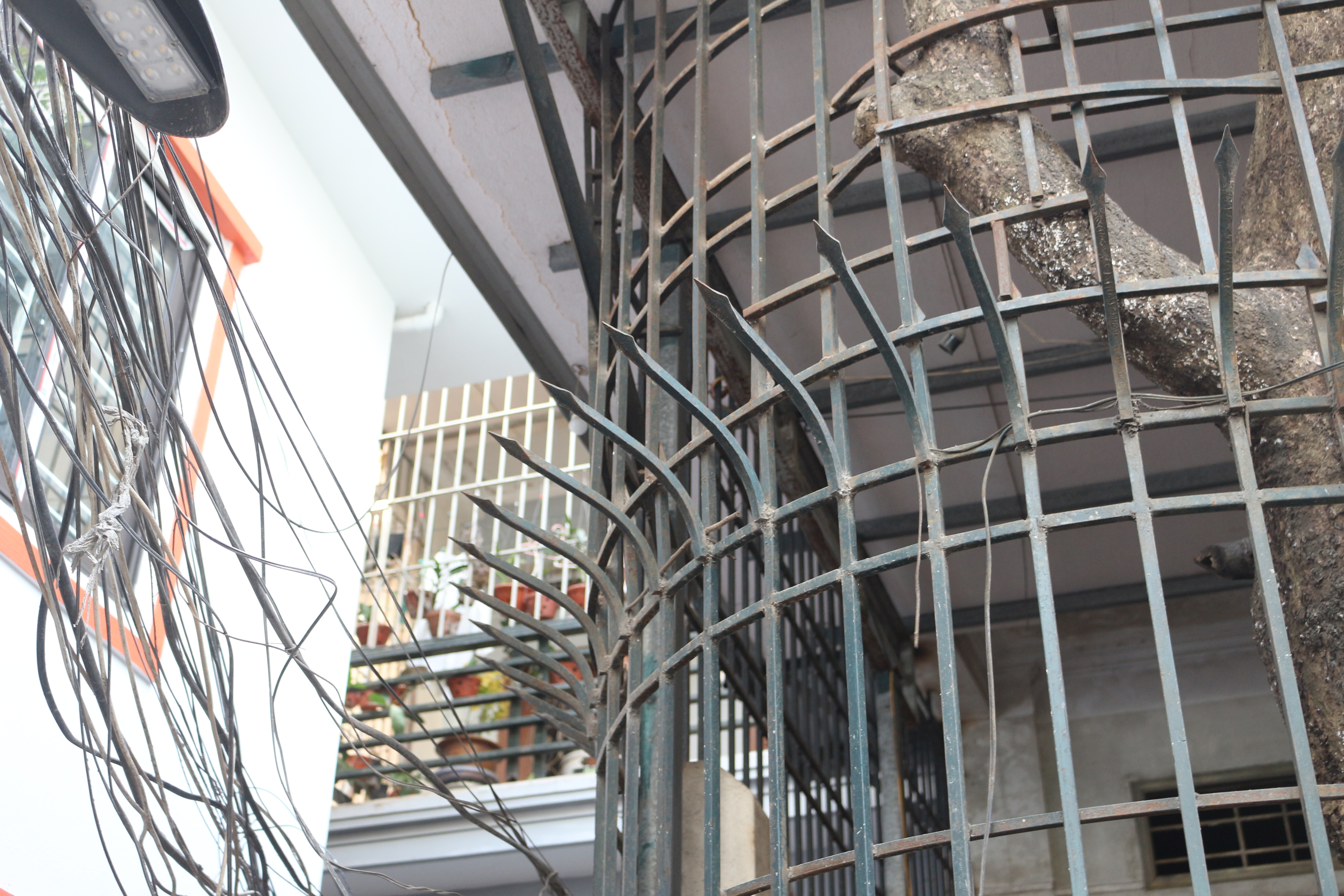 tiger cages