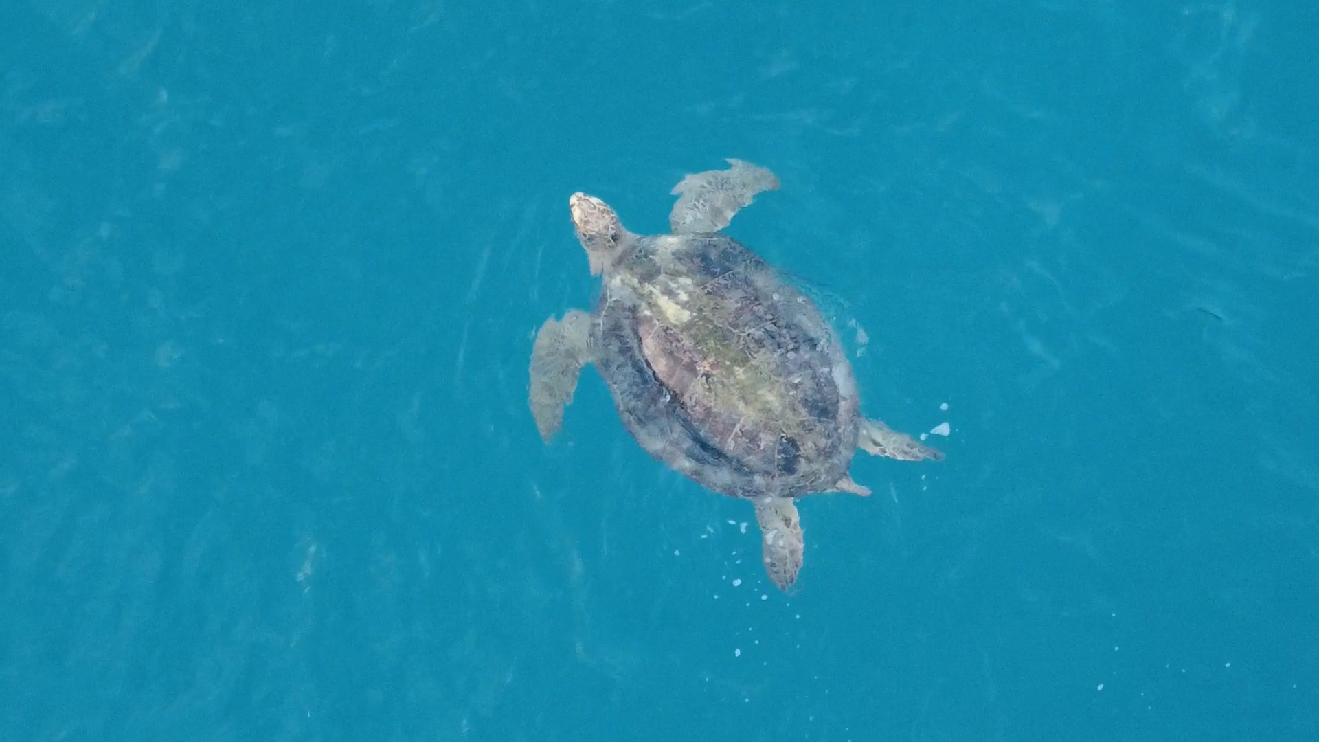 A turtle swimming in the clear waters off Redang