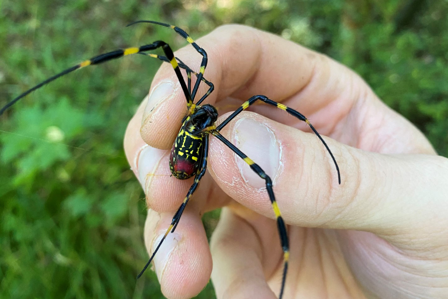 Joro Spider