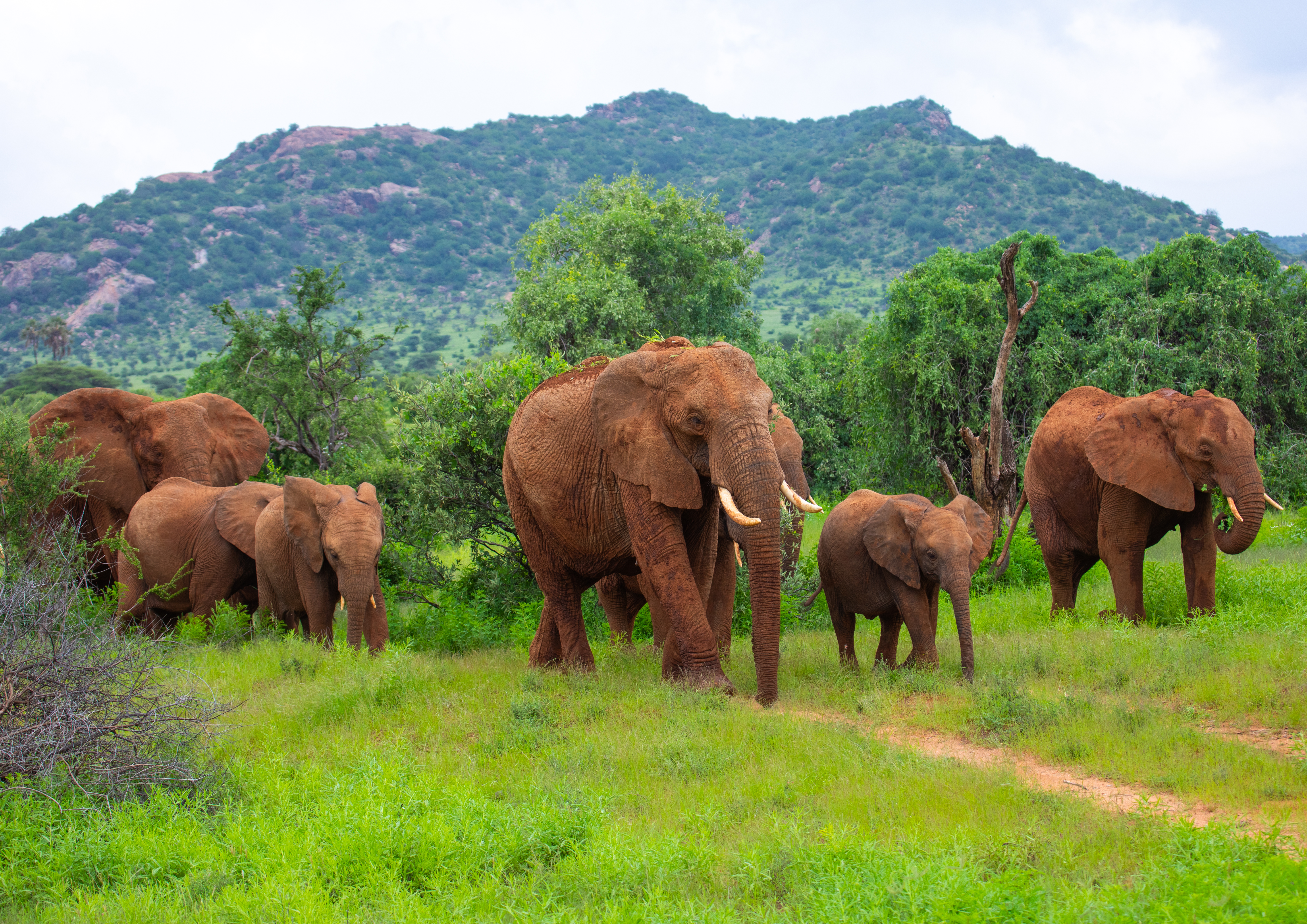 Elephants in the Samburu National Reserve, Kenya on November 23, 2023, one of the locations in which research into elephants' communications was conducted [Eric Lafforgue/Art in All of Us/Corbis via Getty Images]