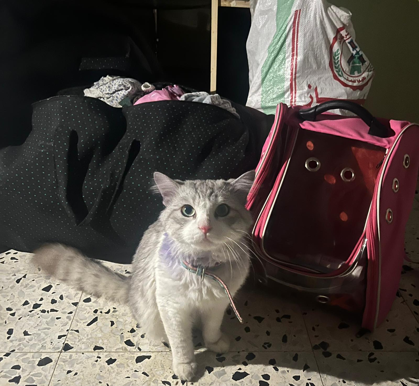 Maha Hussaini's cat, Tom, as they arrived at their second shelter in Rafah on January 23, 2024 during Israel's war on Gaza