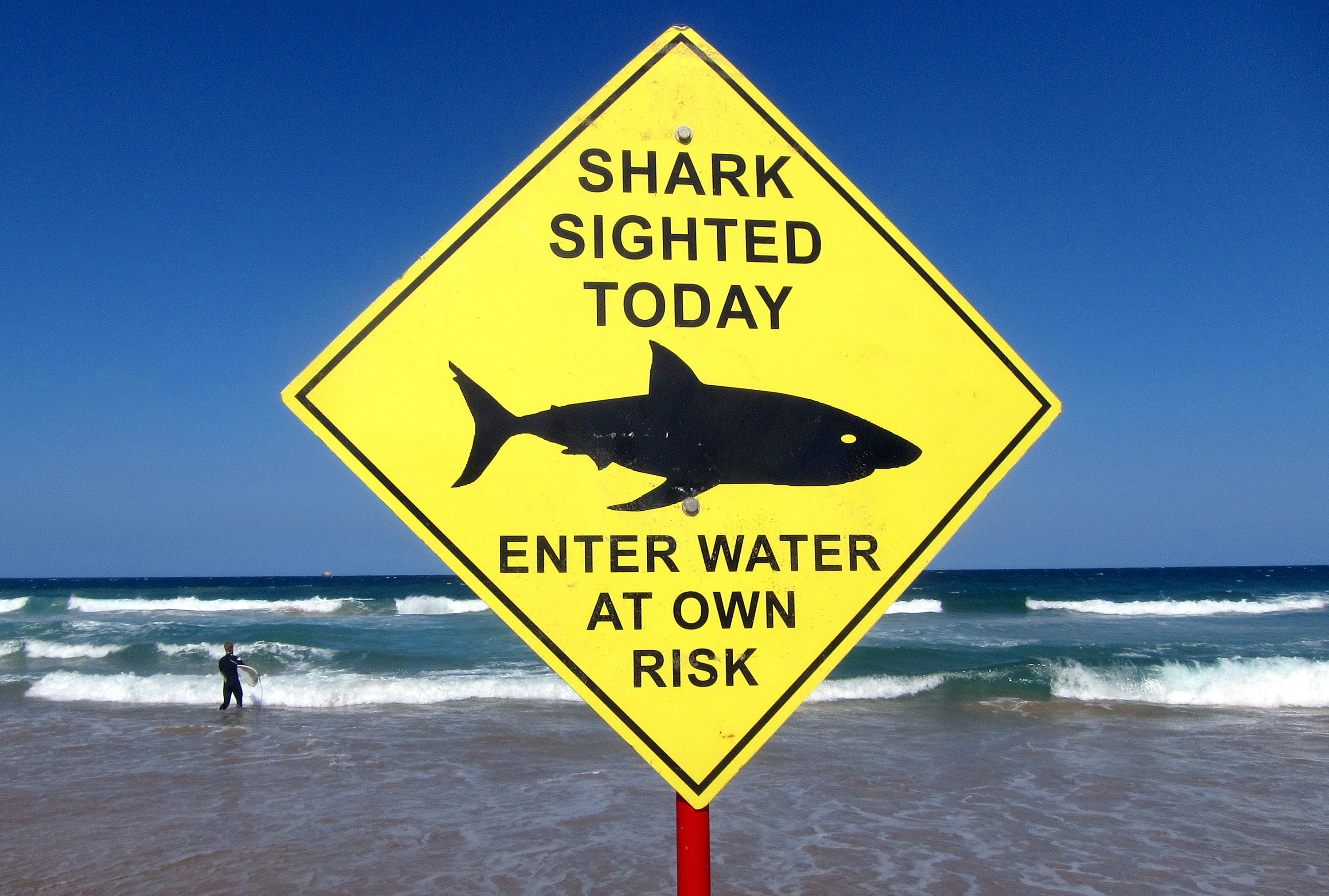 FILE PHOTO - A surfer carries his board into the water next to a sign declaring a shark sighting on Sydney's Manly Beach, Australia, November 24, 2015. REUTERS/David Gray/File Photo