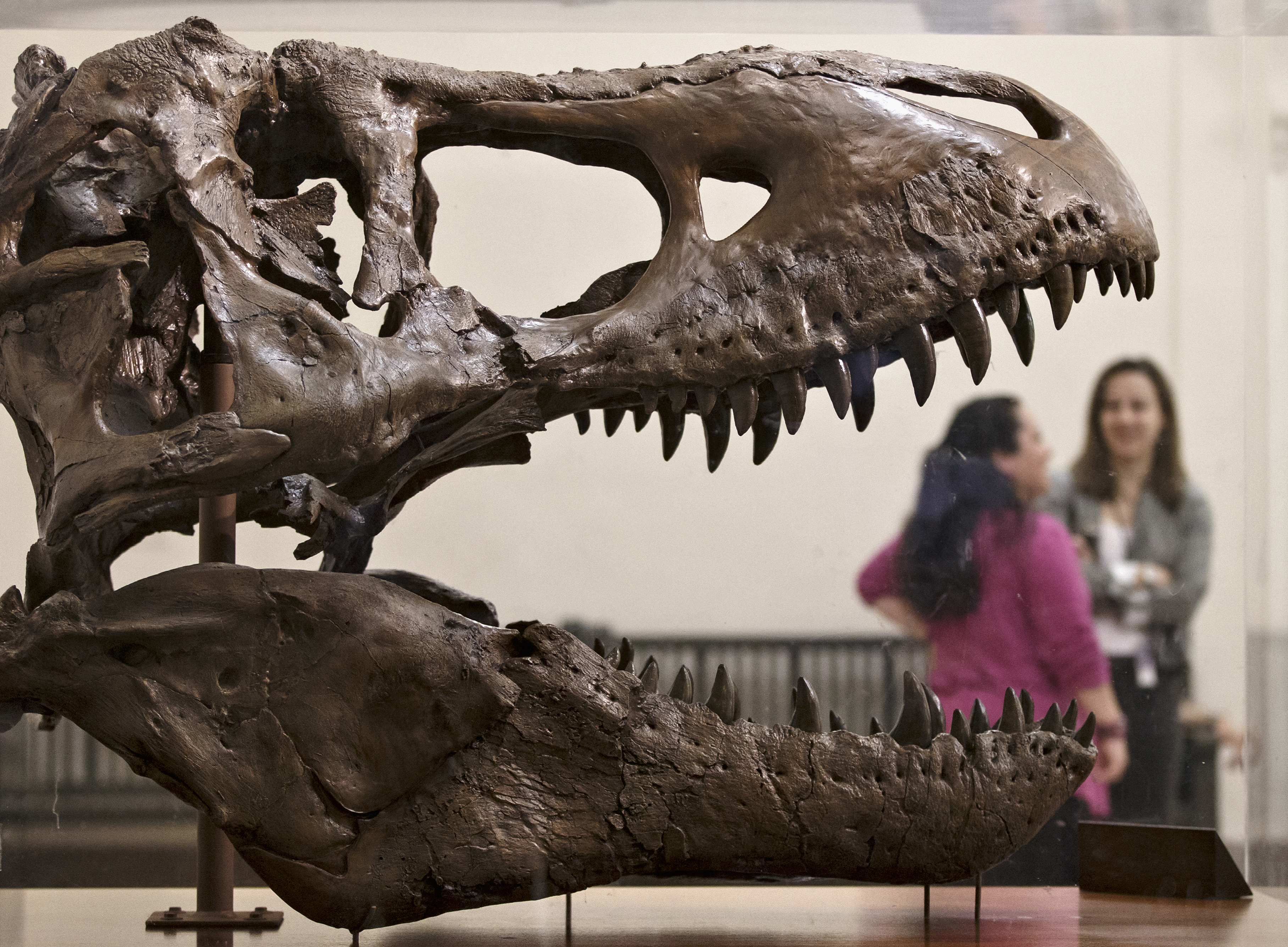 A cast of a Tyrannosaurus rex discovered in Montana greets visitors as they enter the Smithsonian National Museum of Natural History in Washington. Paleontologists with Seattle's Burke Museum have unearthed the bones of a Tyrannosaurus rex that lived more than 66 million years ago, including a rare nearly complete 4-foot long skull, which was unloaded at the Burke Museum Thursday, Aug. 18, 2016. The skull excavated in Montana in 2016 is not the same as the one pictured. (AP Photo/J. Scott Applewhite, File)