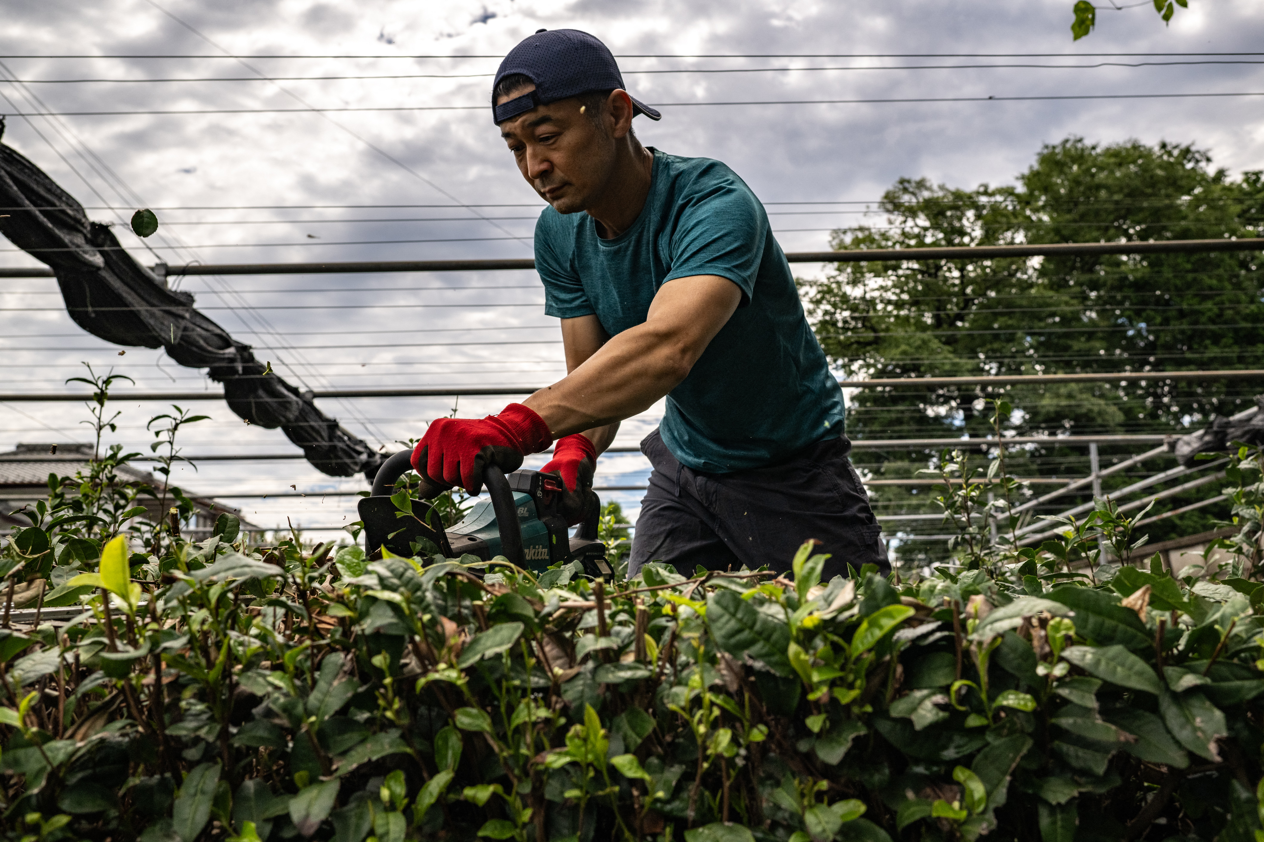 Global matcha 'obsession' drinks Japan tea farms dry