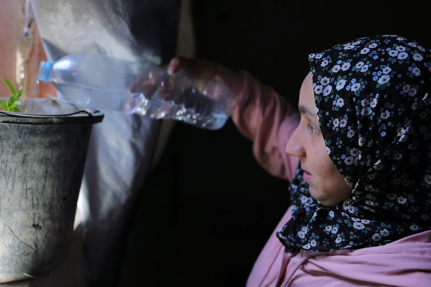 Aseel al-Eish waters a small plant inside her tent in northern Gaza