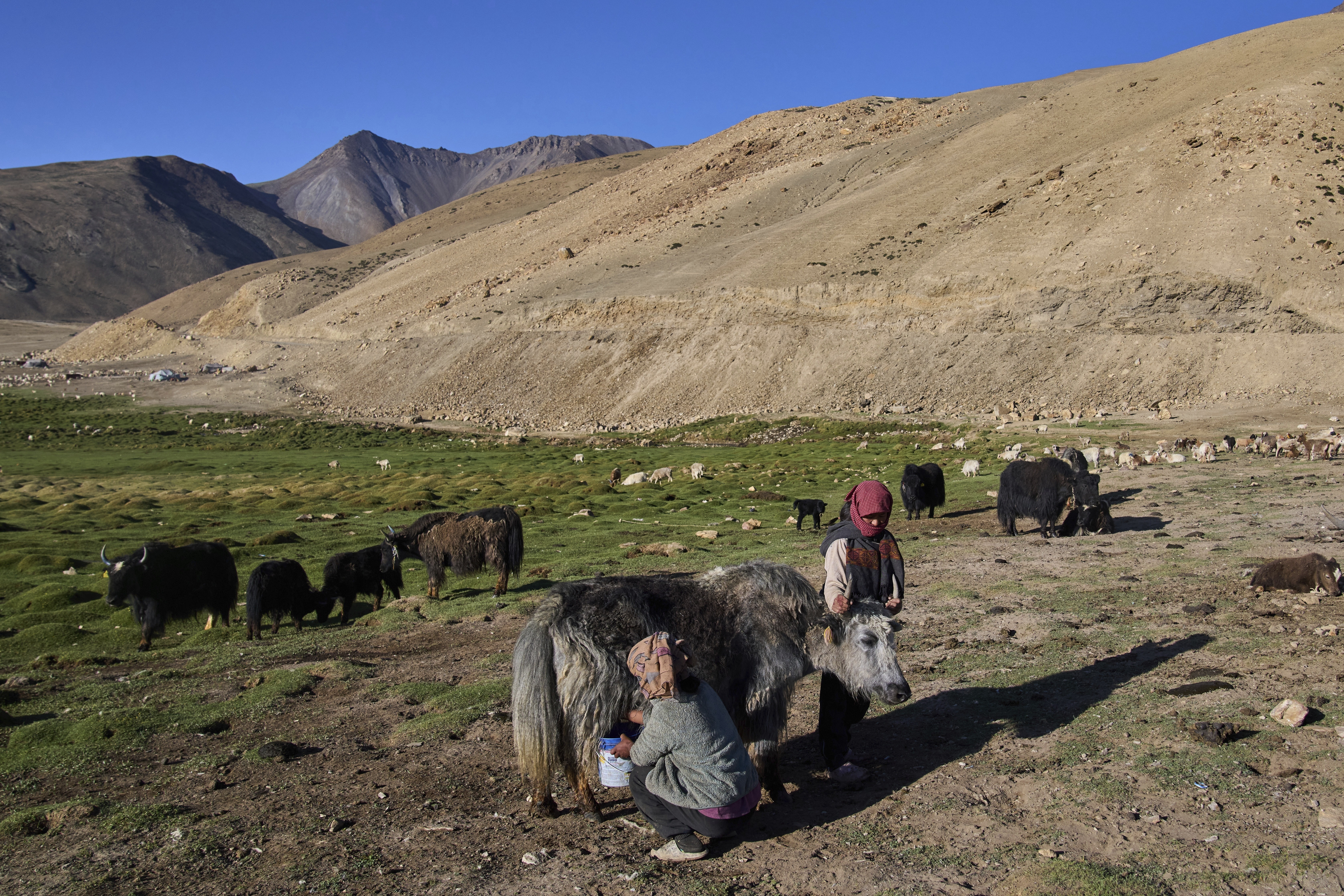 Climate change threatens yaks and the herding way of life