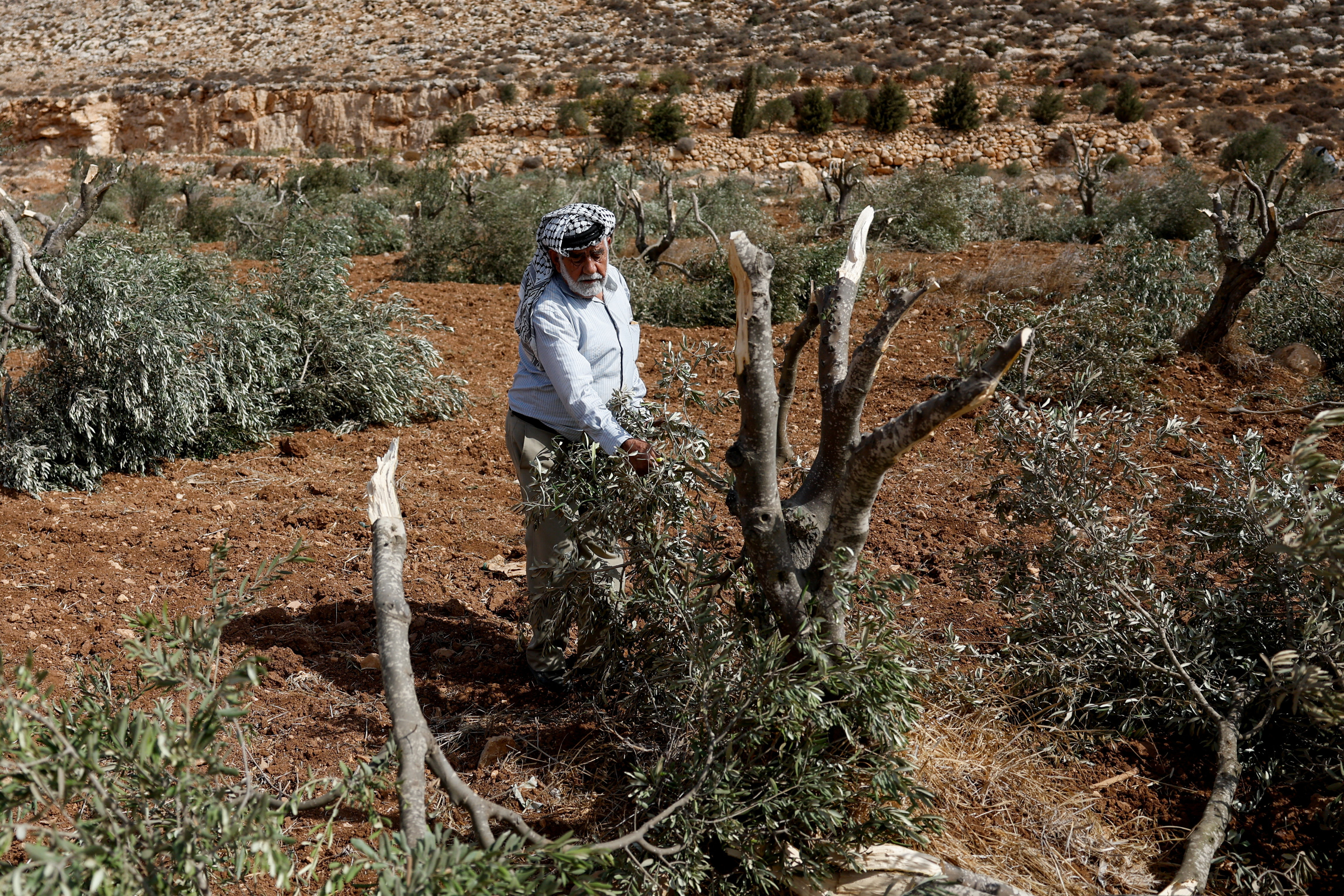 A Palestinian man looks at olive trees destroyed by settlers, in Abu Falah near Ramallah, in the Israeli-occupied West Bank, October 6, 2025. REUTERS/Mohammed Torokman