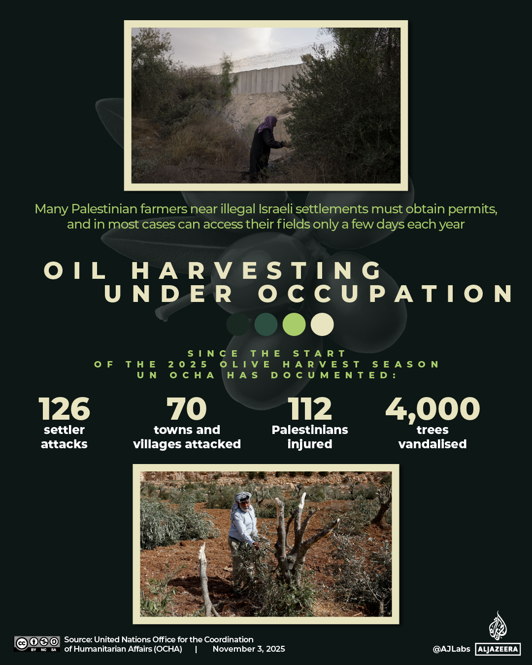 INTERACTIVE - Olive harvesting under occupation-1762236468