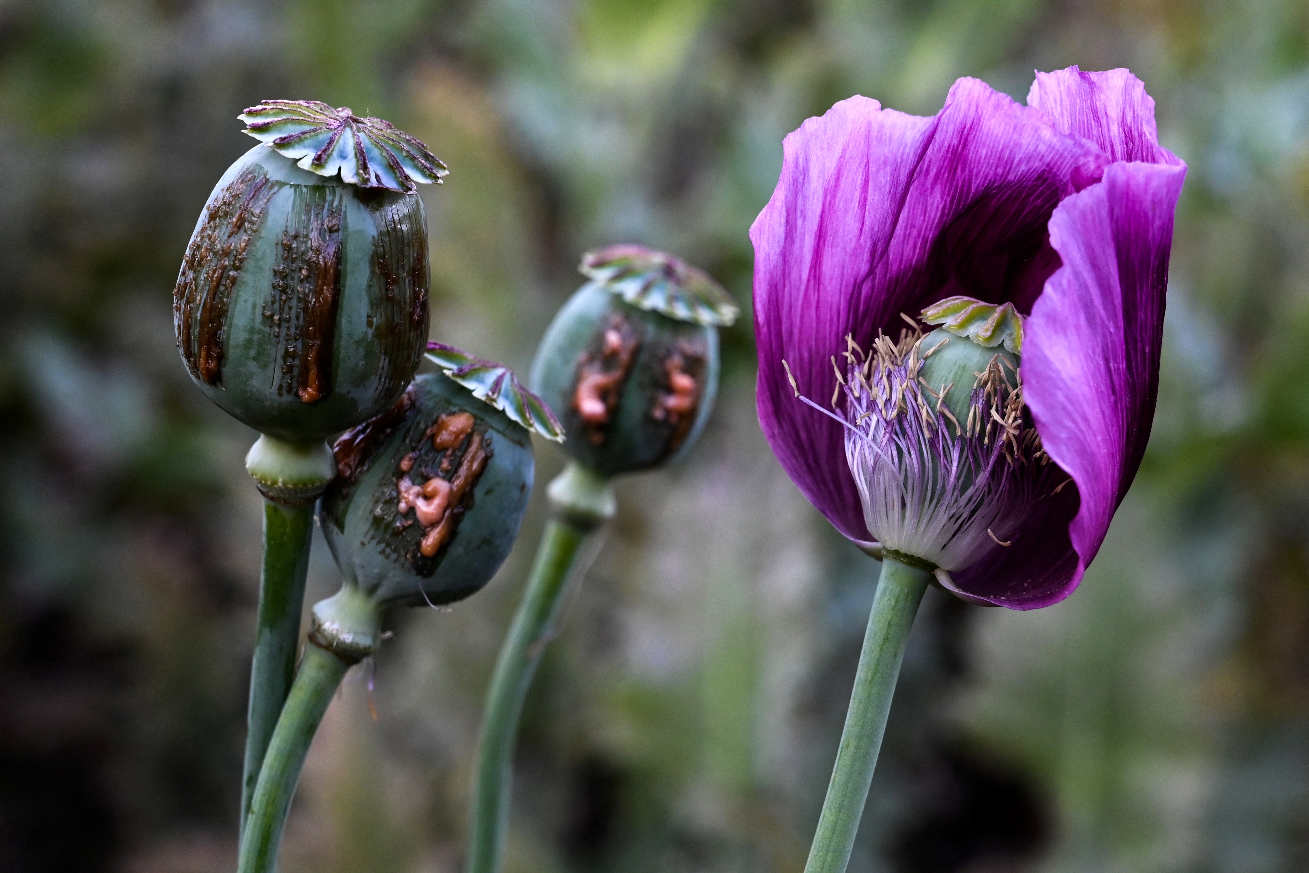 Opium poppy buds at an illegal field in Myanmar