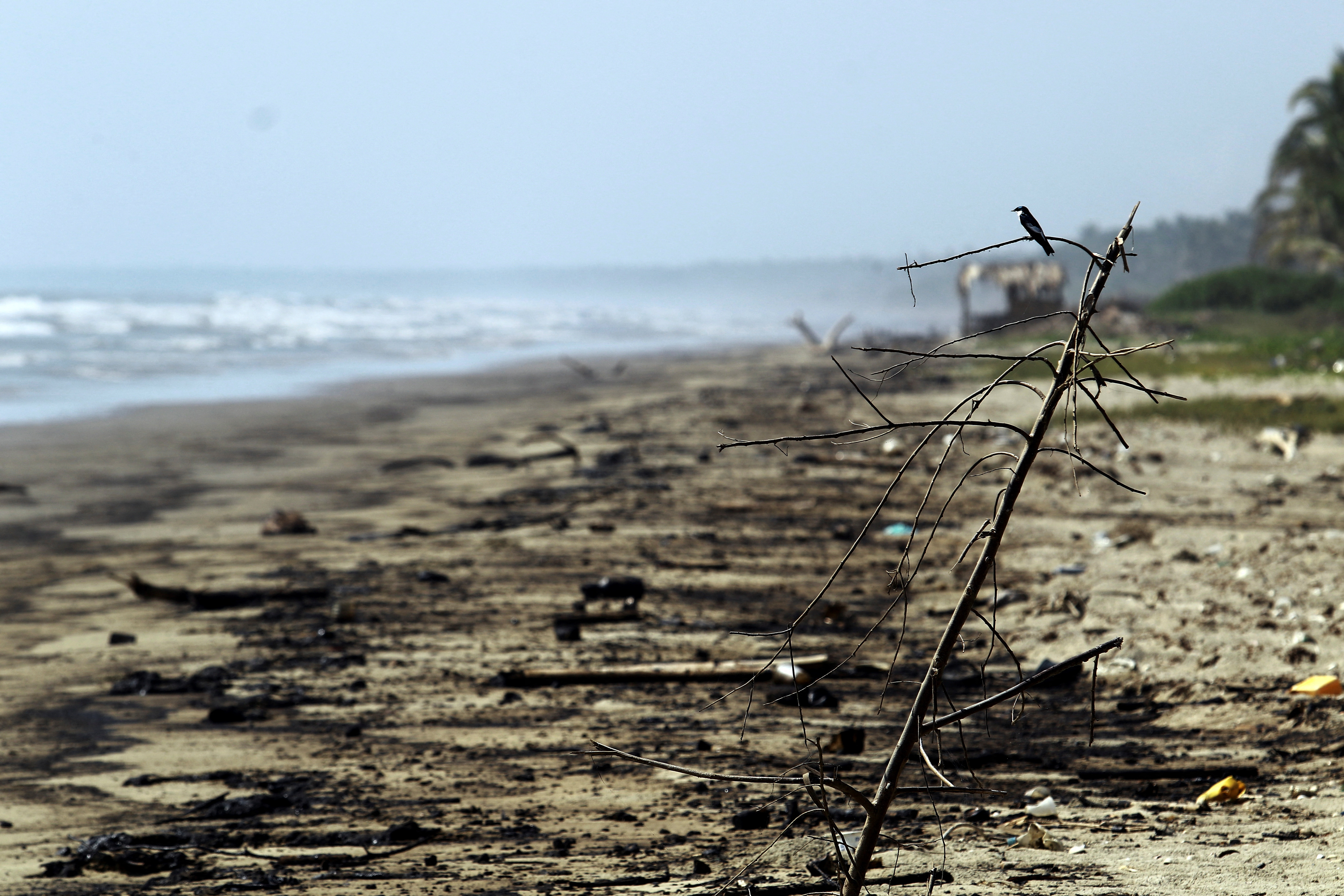 A bird sits on a dead tree branch as oil stains the beach after an oil spill, in Boca de Aroa, Venezuela on August 19, 2024.