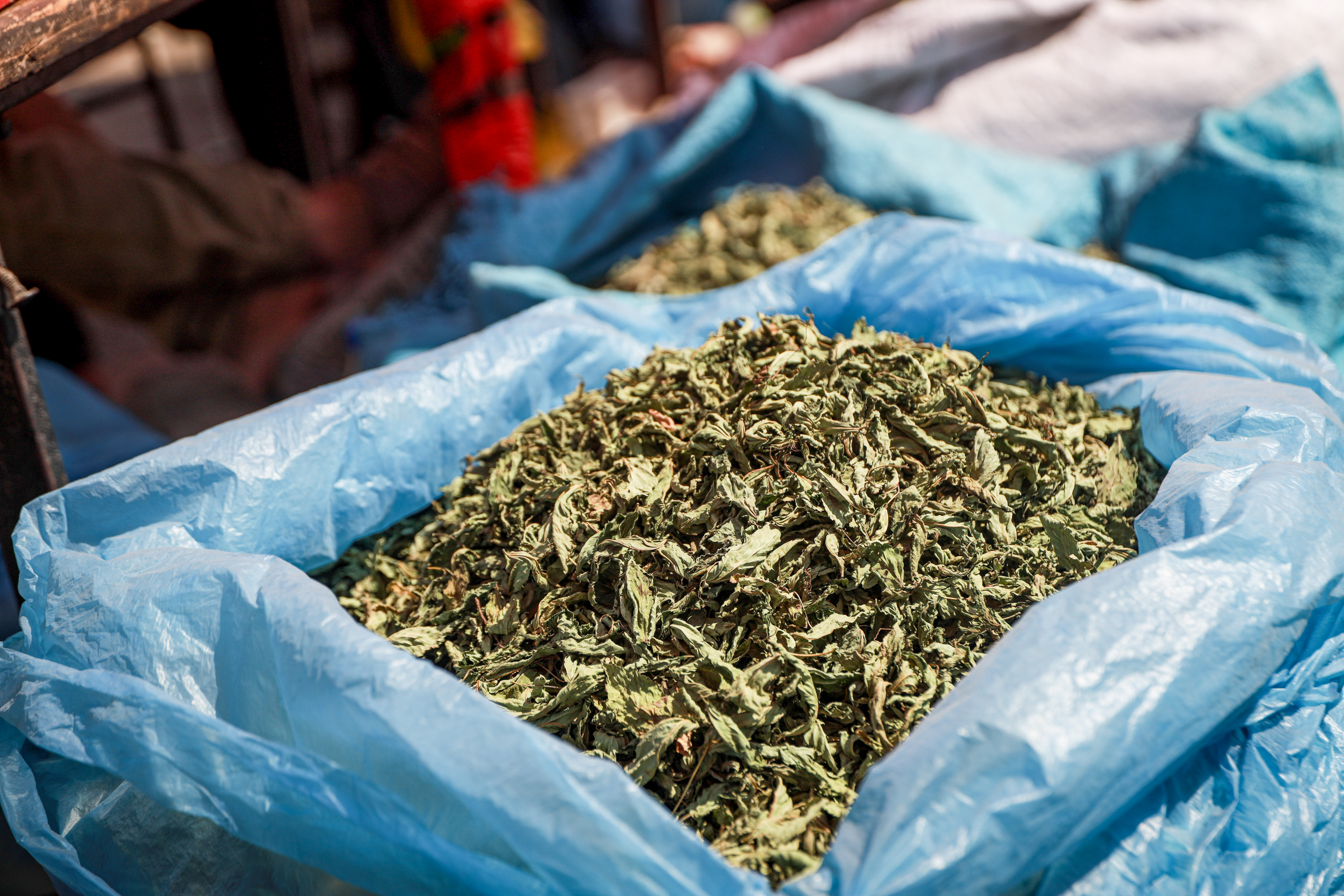 Bags of dried molokhia used as a tobacco substitute in cigarette markets in Gaza City
